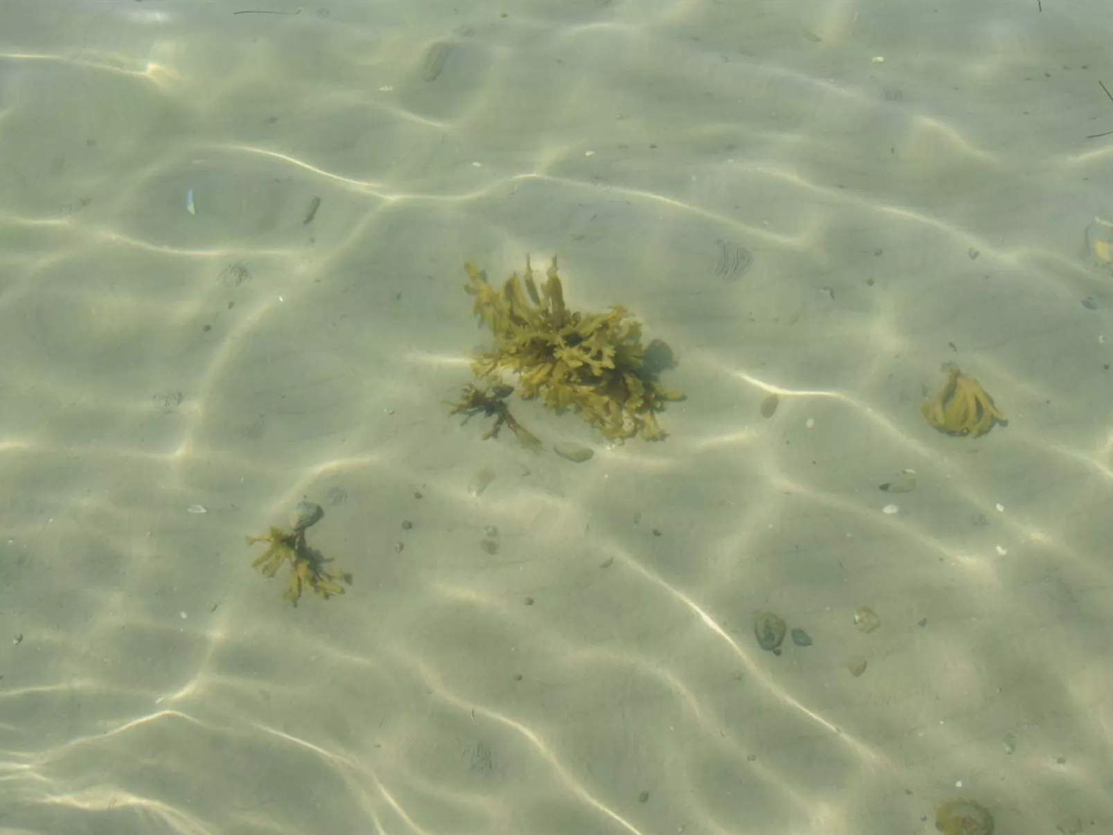 "Kalv" - 75m from the sea-Outside