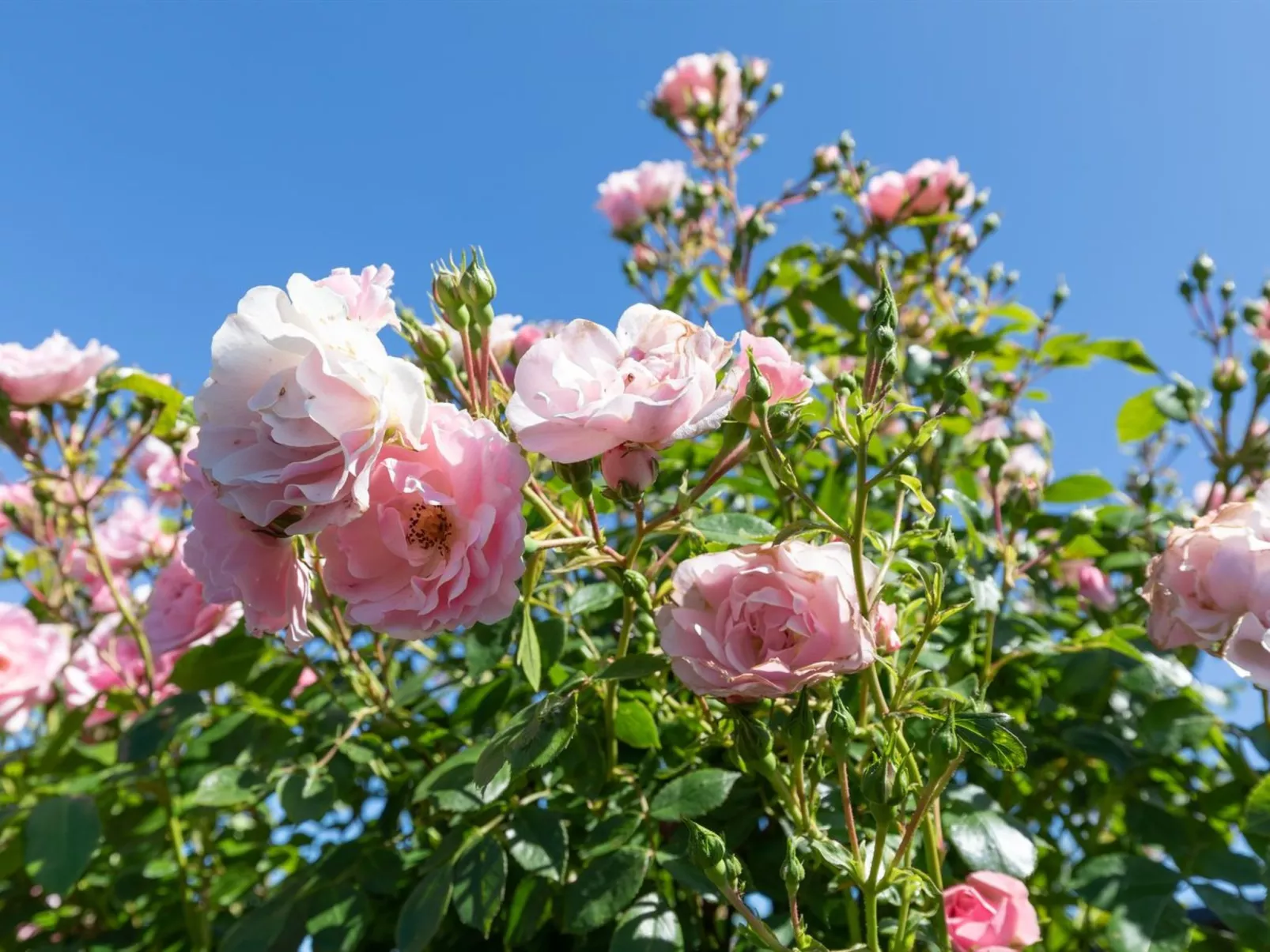 "Pimen" - 200m from the sea-Outside