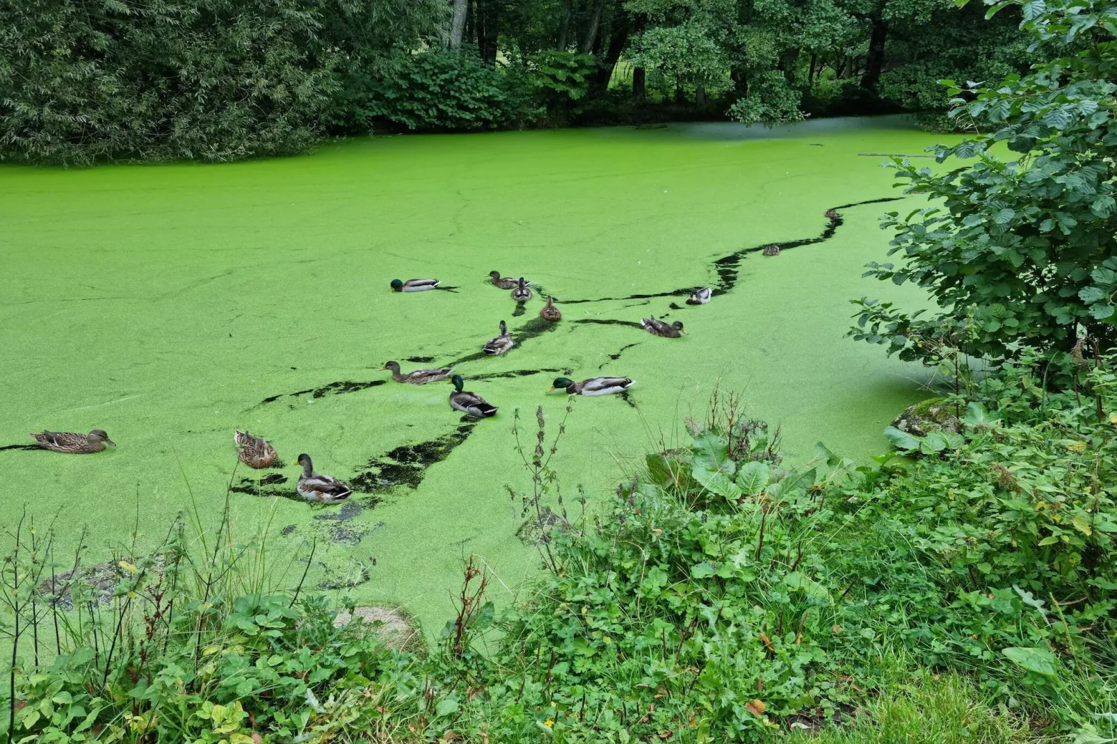 4 Personen Ferienhaus in Hadsund-By Traum-Nicht zugeordnet