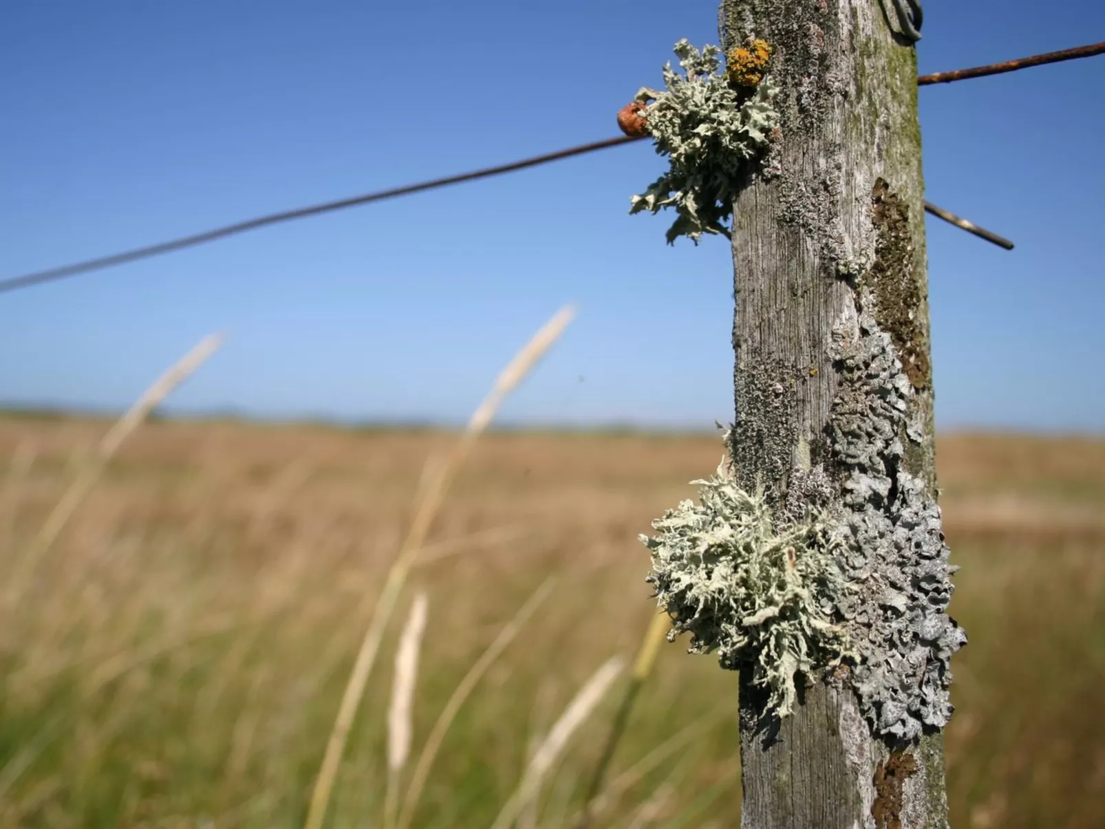 "Gisa" - 400m from the sea-Outside