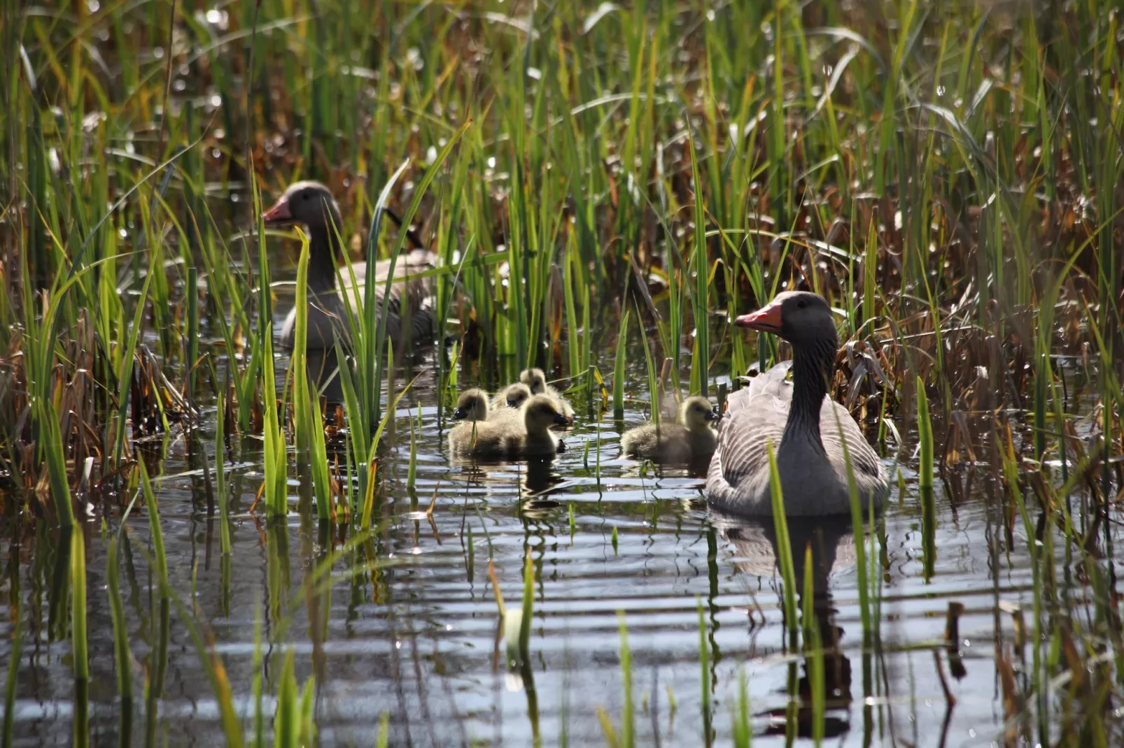 Tipitent de Jutter-Gebiete Sommer 5 km