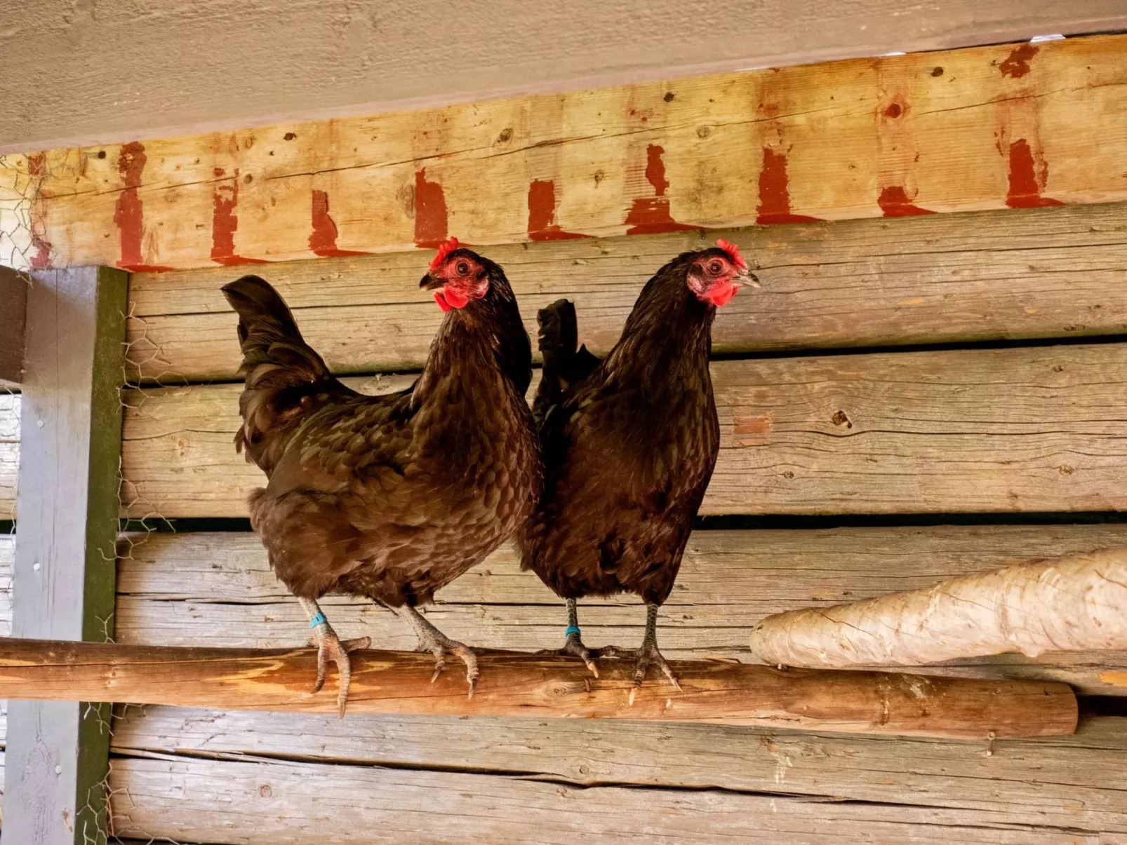 Villa lystikämä-Inside