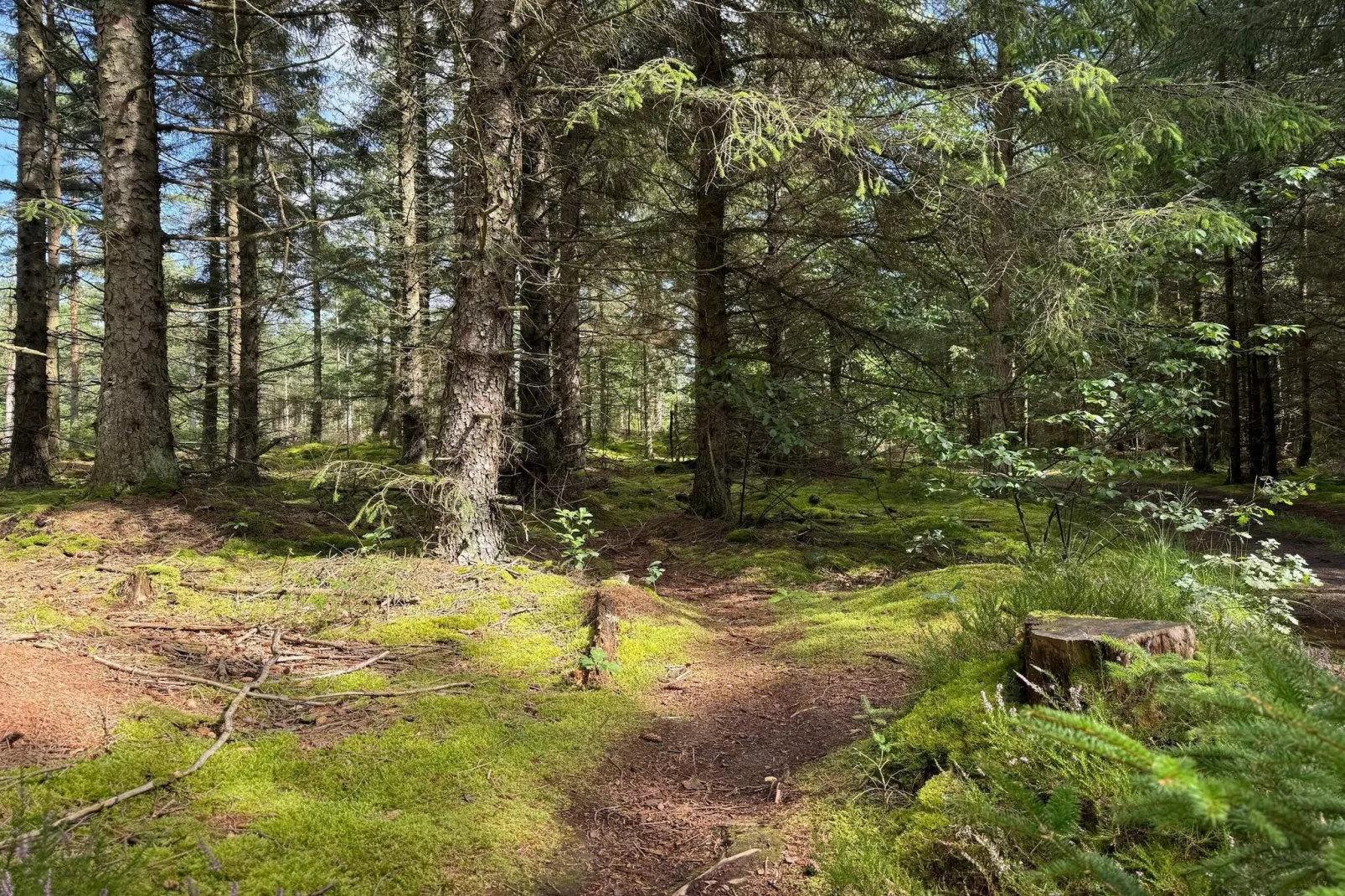 Maison de vacances pour 5 a Snedsted-Non tagué