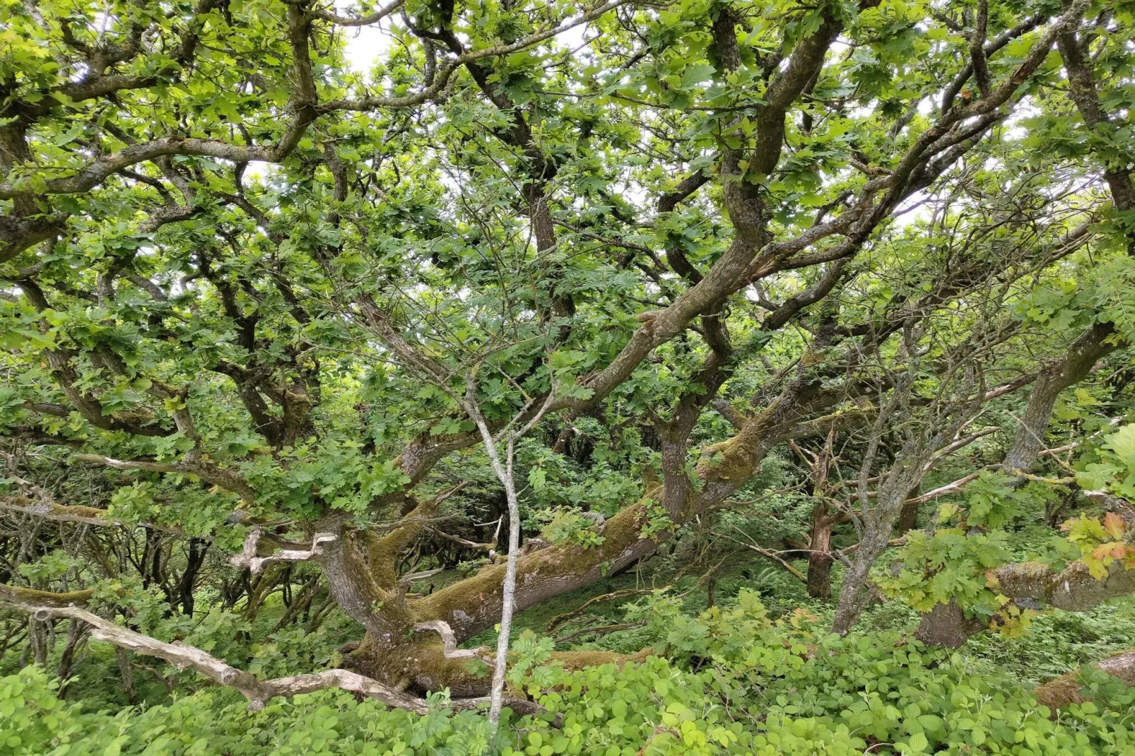 4 star holiday home in Spøttrup-Untagged