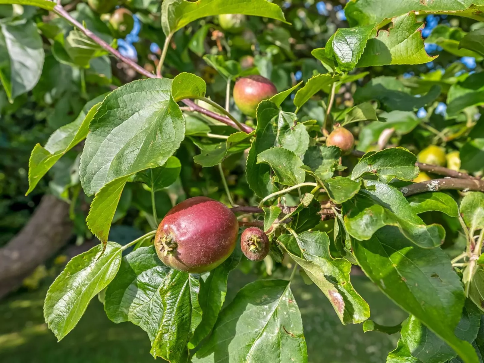 "Sampsa" - 75m from the sea-Outside