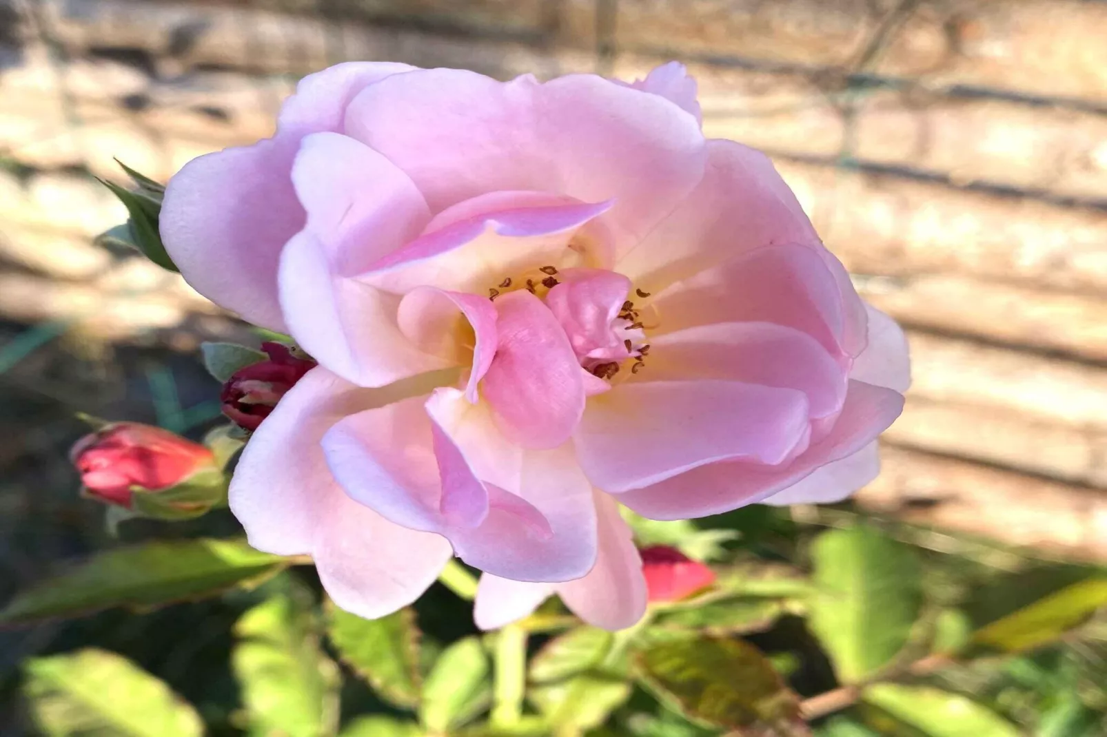 5 Sterne Ferienhaus in Gørlev-Im Freien