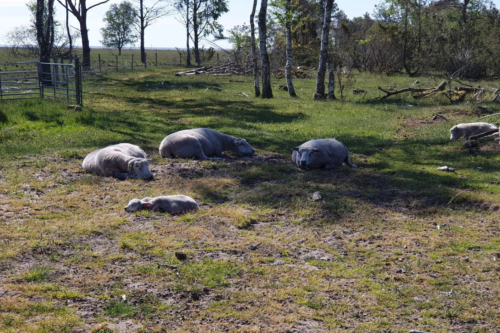 6 Personen Ferienhaus in Hadsund-Nicht zugeordnet
