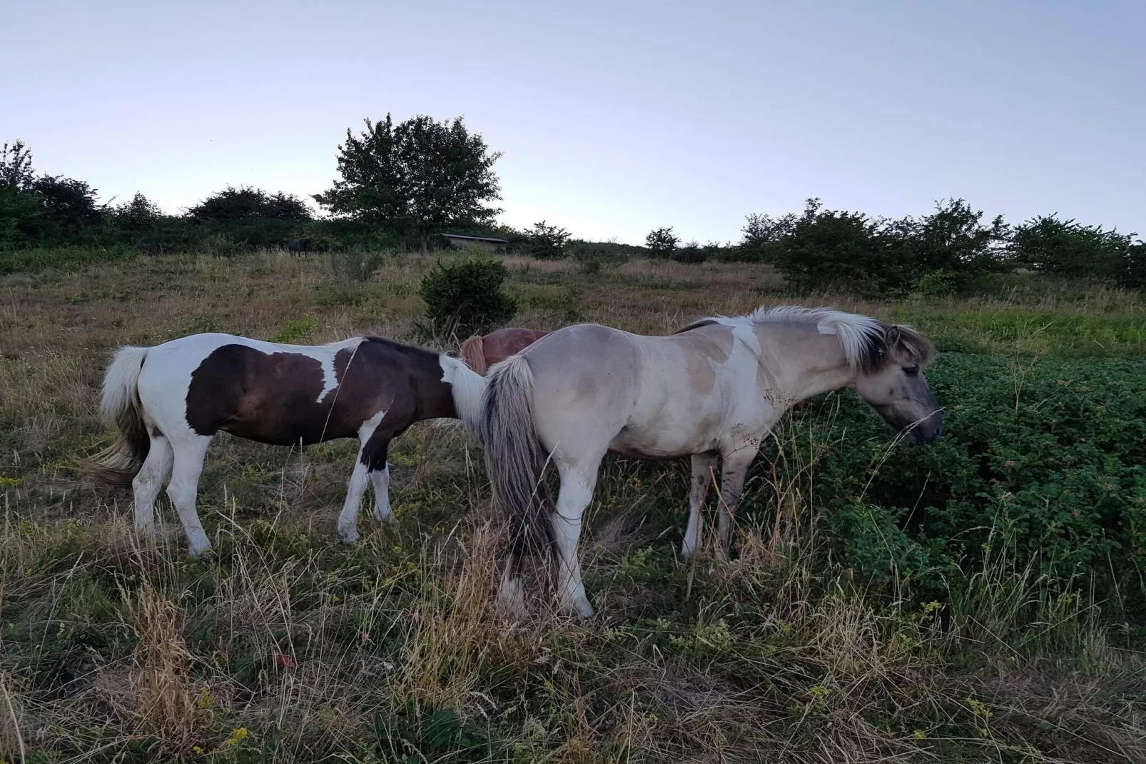 Meeresruhe am Fuglsovig-By Traum-Nicht zugeordnet