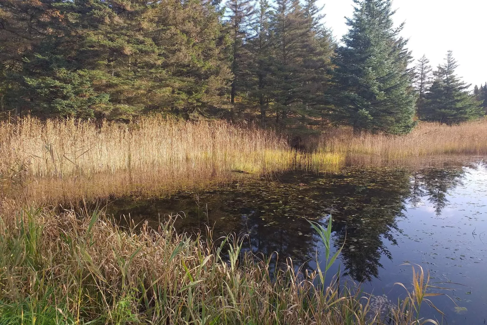 Maison de vacances pour 4 a Bøvlingbjerg-Vue sur l'eau