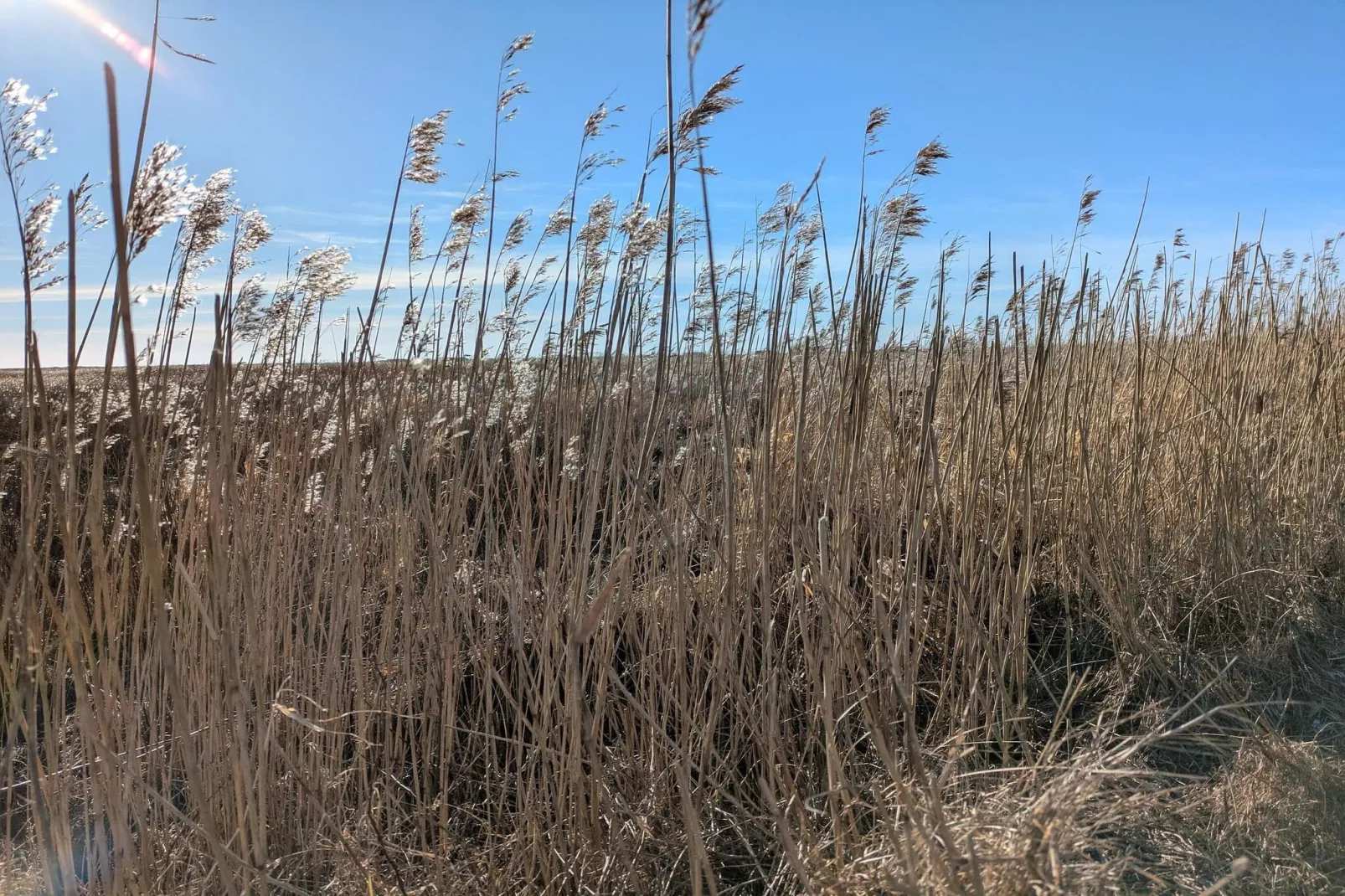 Maison de vacances pour 6 a Blåvand-Non tagué