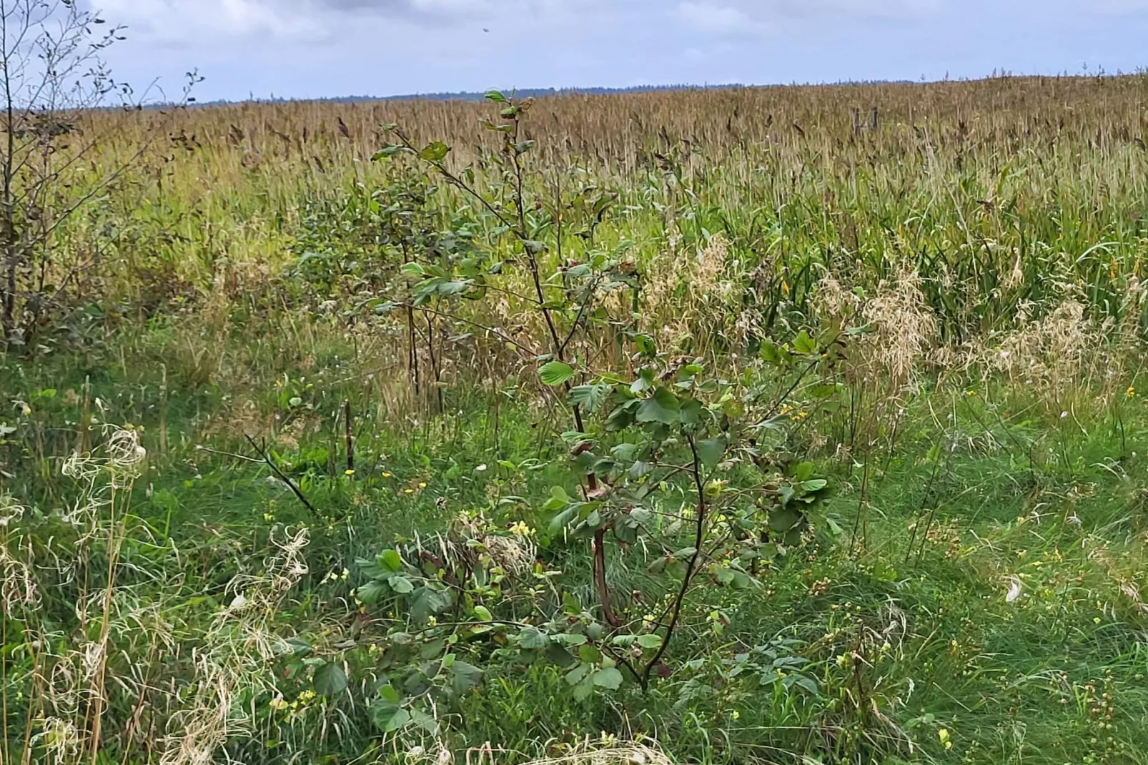 8 Personen Ferienhaus in Ulfborg-Nicht zugeordnet
