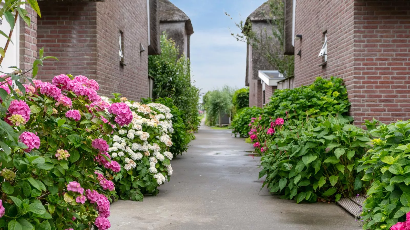 Zwaan 24-7-Gebiete Sommer 1 km