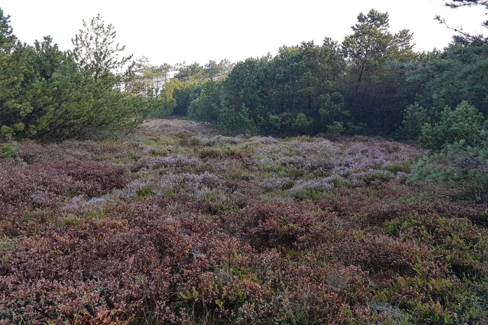 Maison de vacances pour 12 a Tarm-By Traum-Non tagué