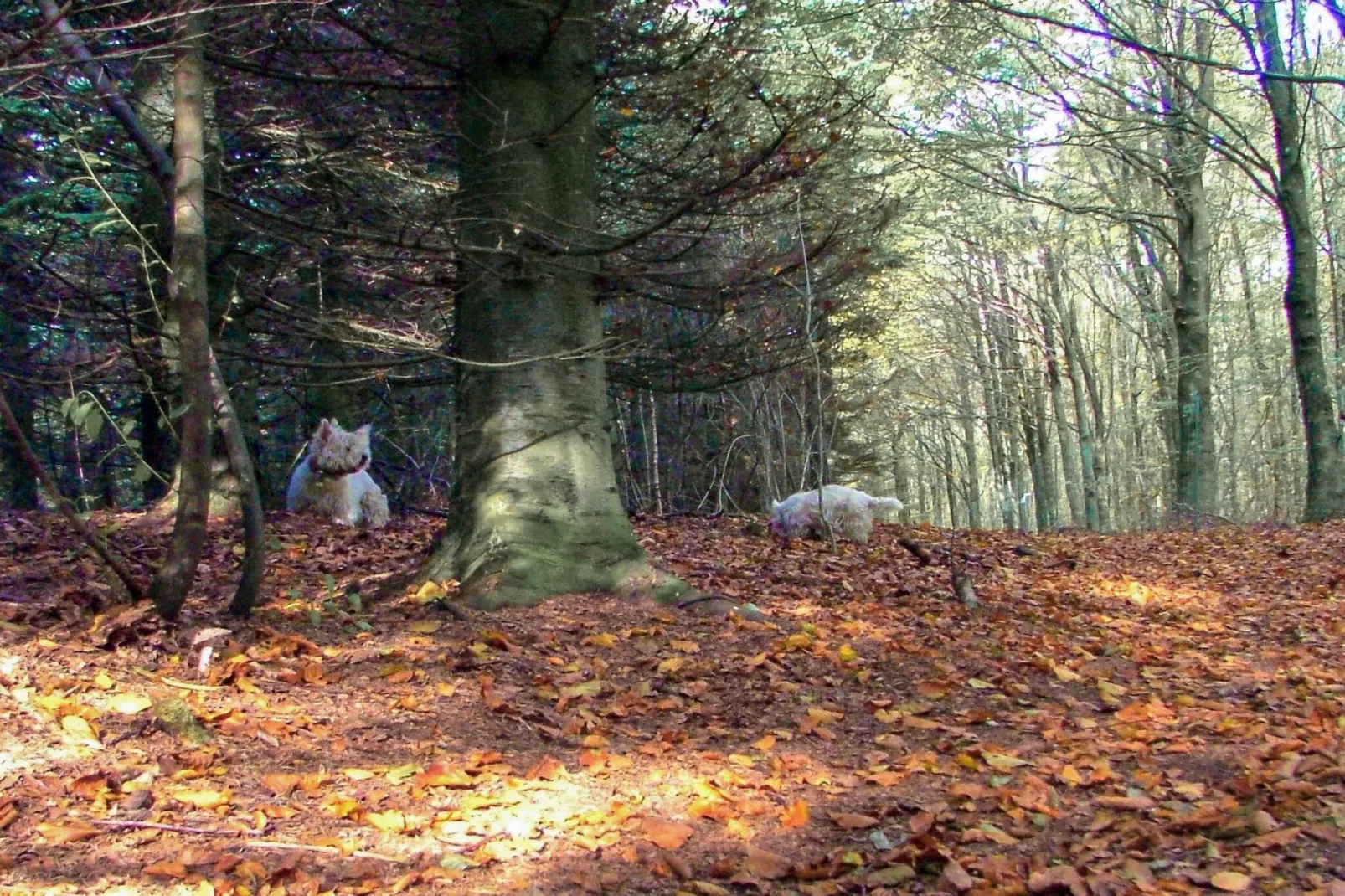 6 Personen Ferienhaus in Toftlund-By Traum-Im Freien