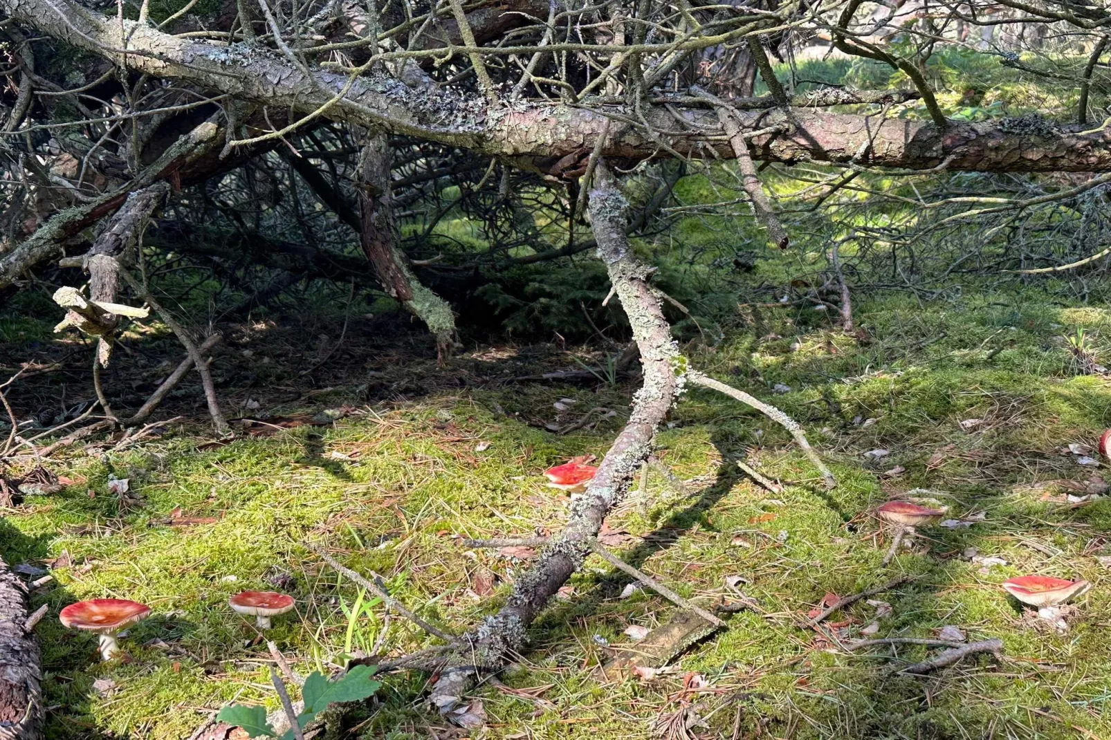 Luxury Retreat in Liseleje - By Traum Ferienwohnungen-Untagged