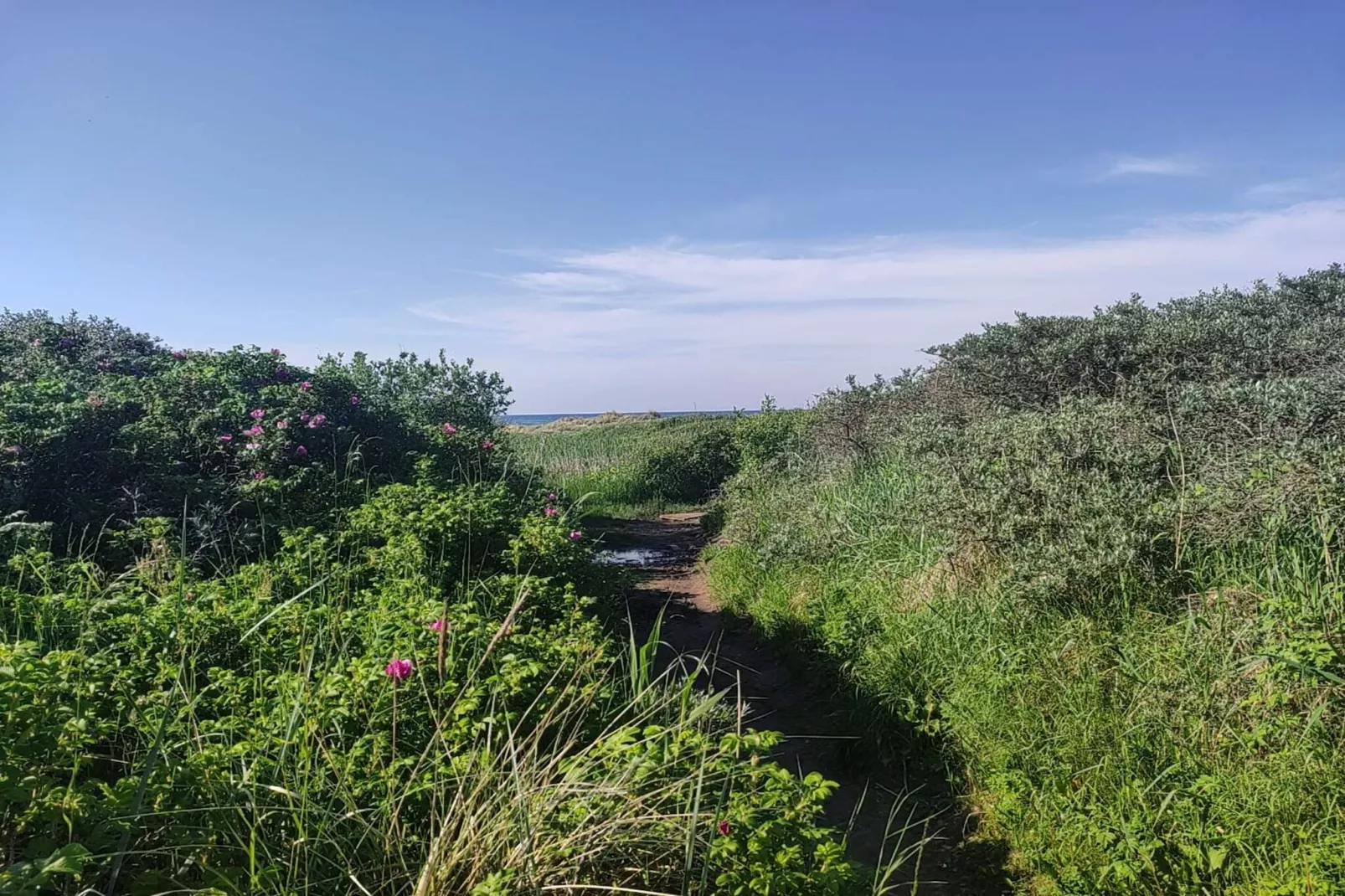 6 Personen Ferienhaus in Bindslev-By Traum-Nicht zugeordnet