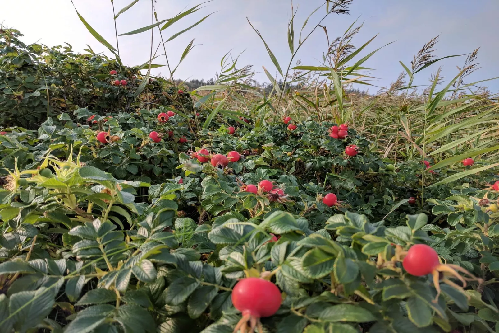 9 person holiday home in Hurup Thy-By Traum-Untagged