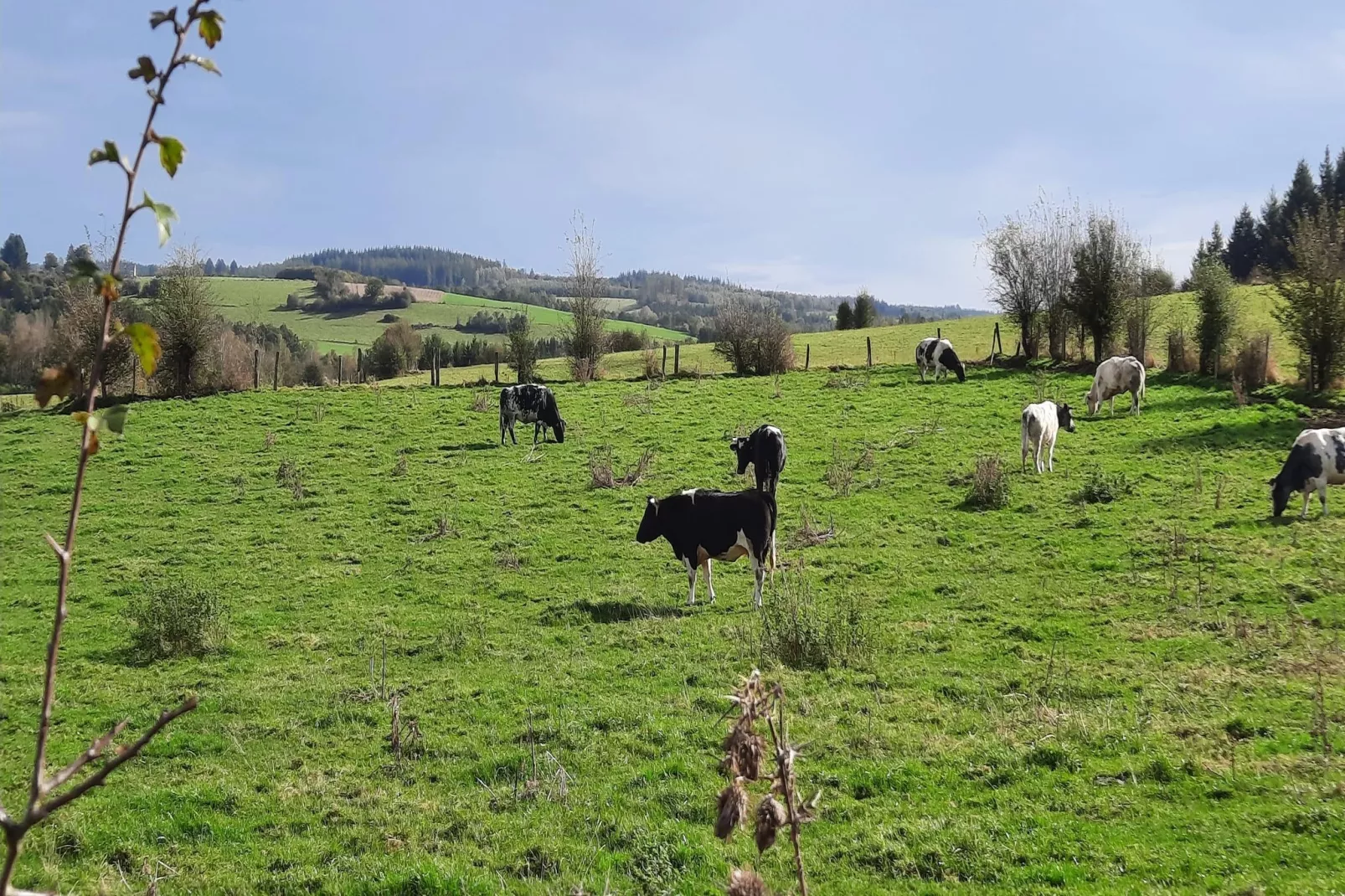 Honnay-Areas within 1km in summer