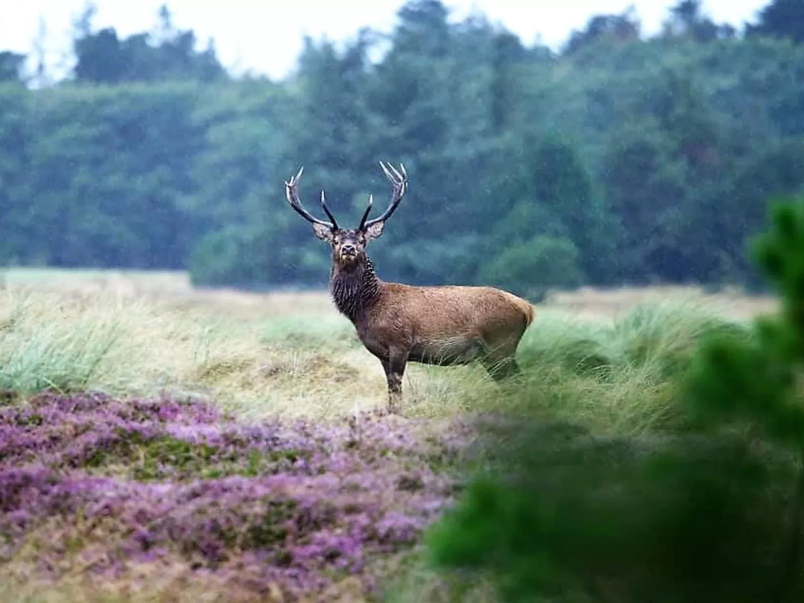 "Elsa" - 700m from the sea-Draußen