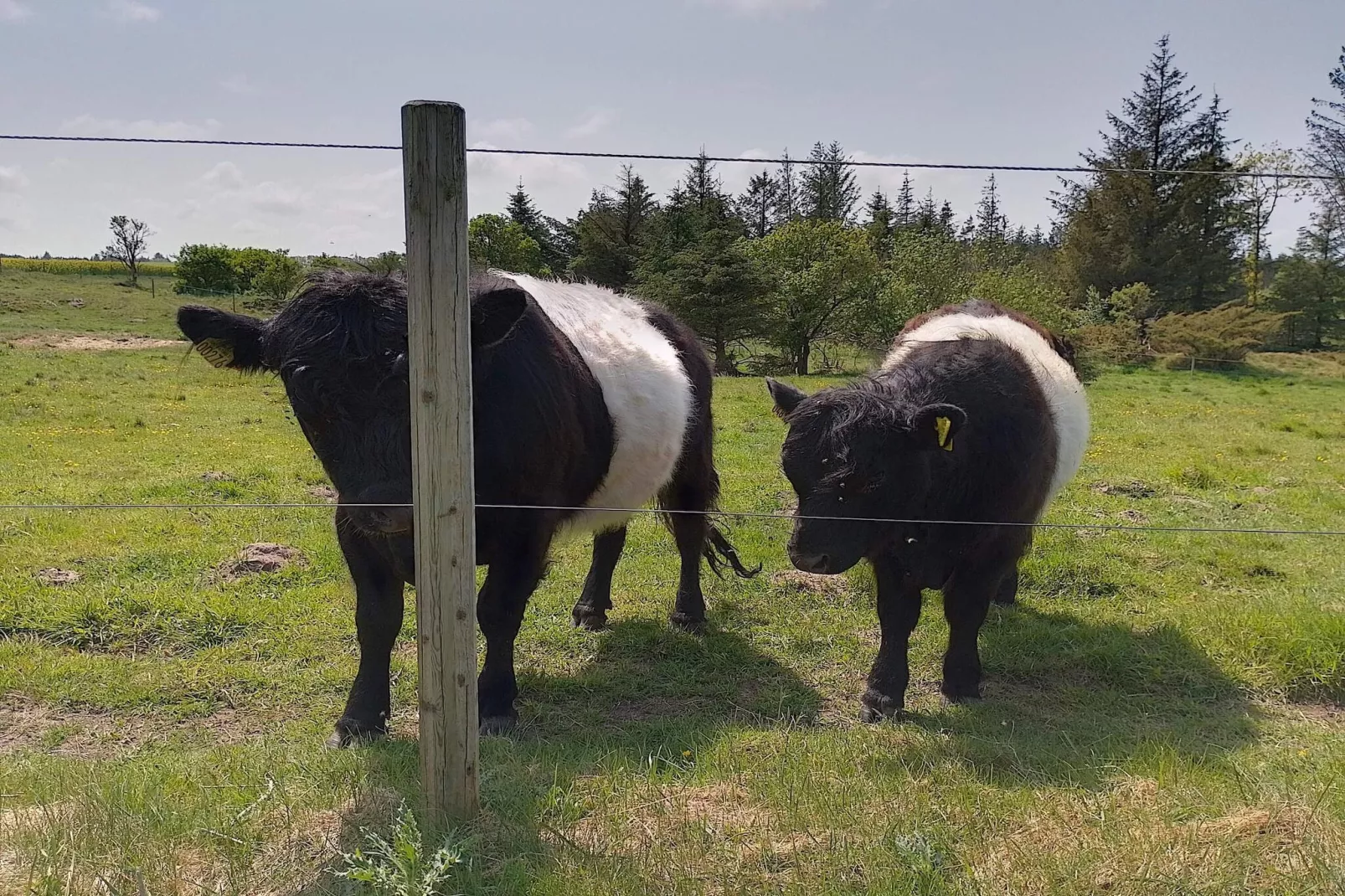 7 Personen Ferienhaus in Fjerritslev-By Traum-Nicht zugeordnet