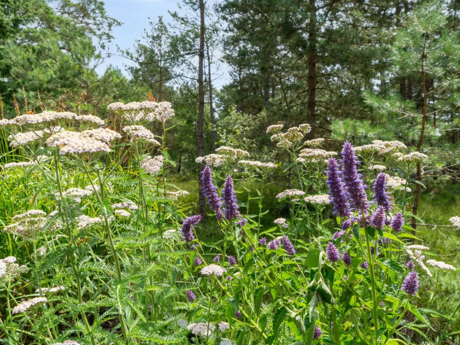 "Reinke" - 450m from the sea-Draußen