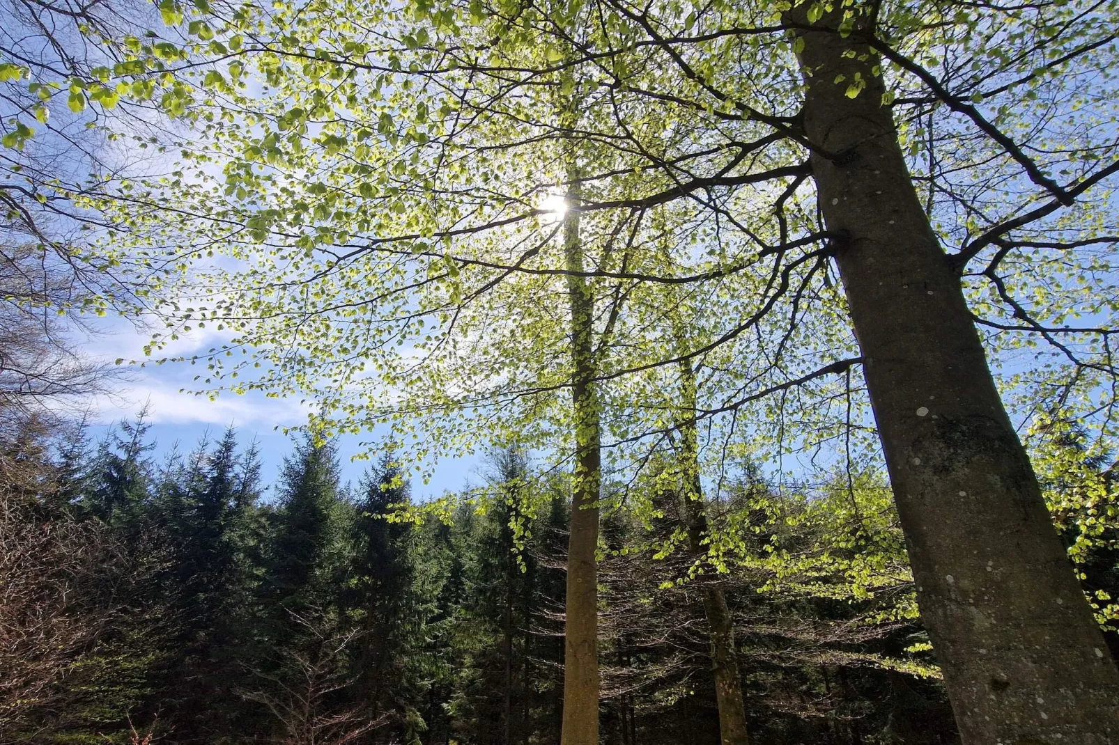 4 person holiday home in Hoor-Untagged