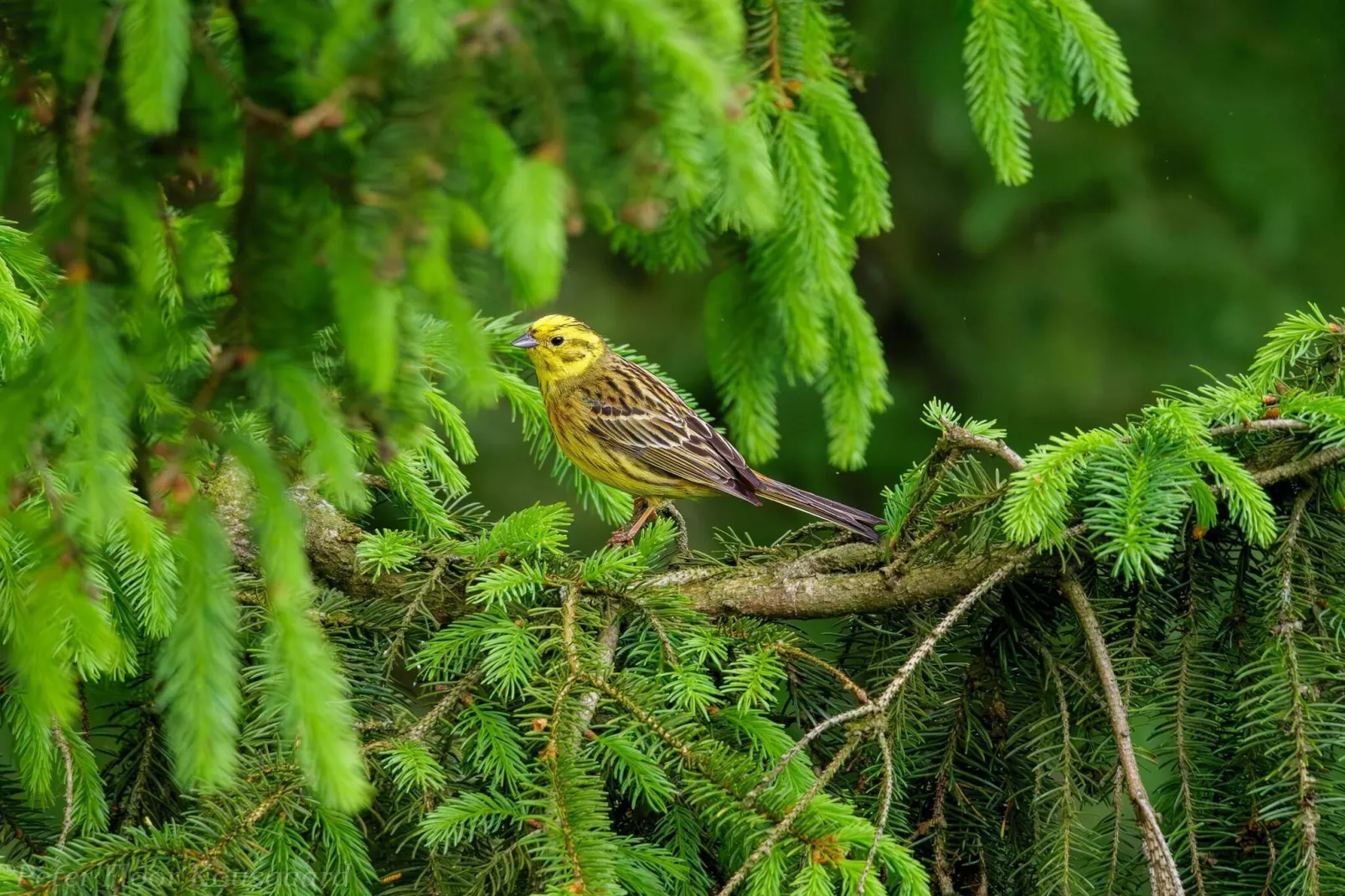 Maison de vacances dans le Jutland central-Non tagué