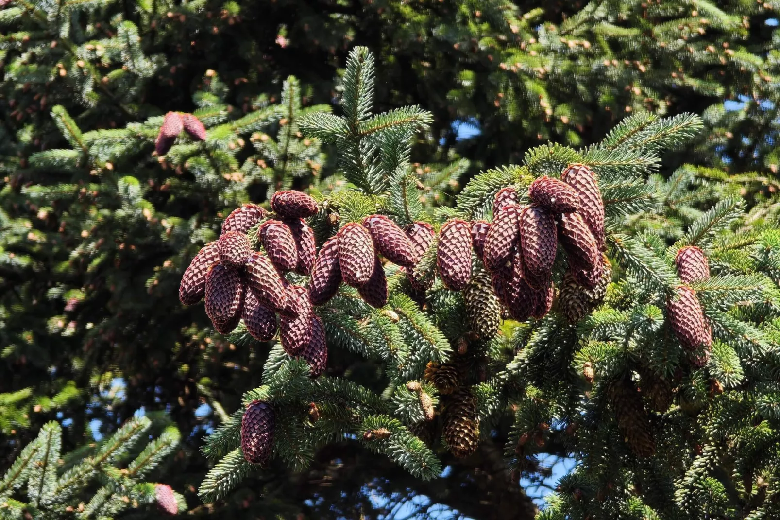 4 etoiles maison de vacances a Vedbæk-Non tagué