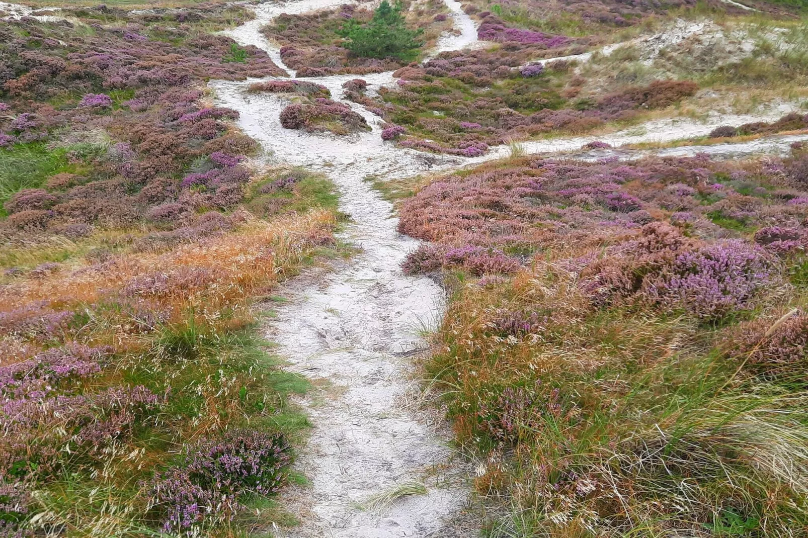 5 star holiday home in Henne Beach-Untagged