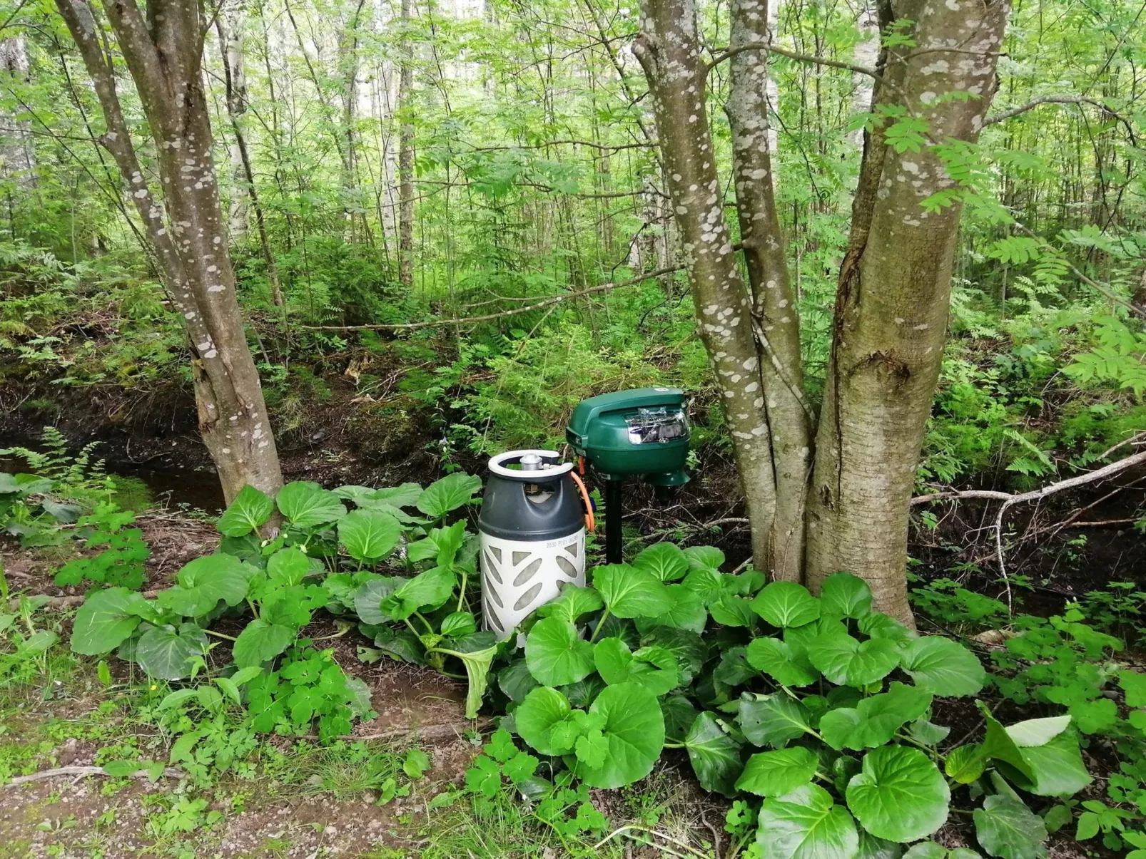 Ruokovirran mökki-Drinnen