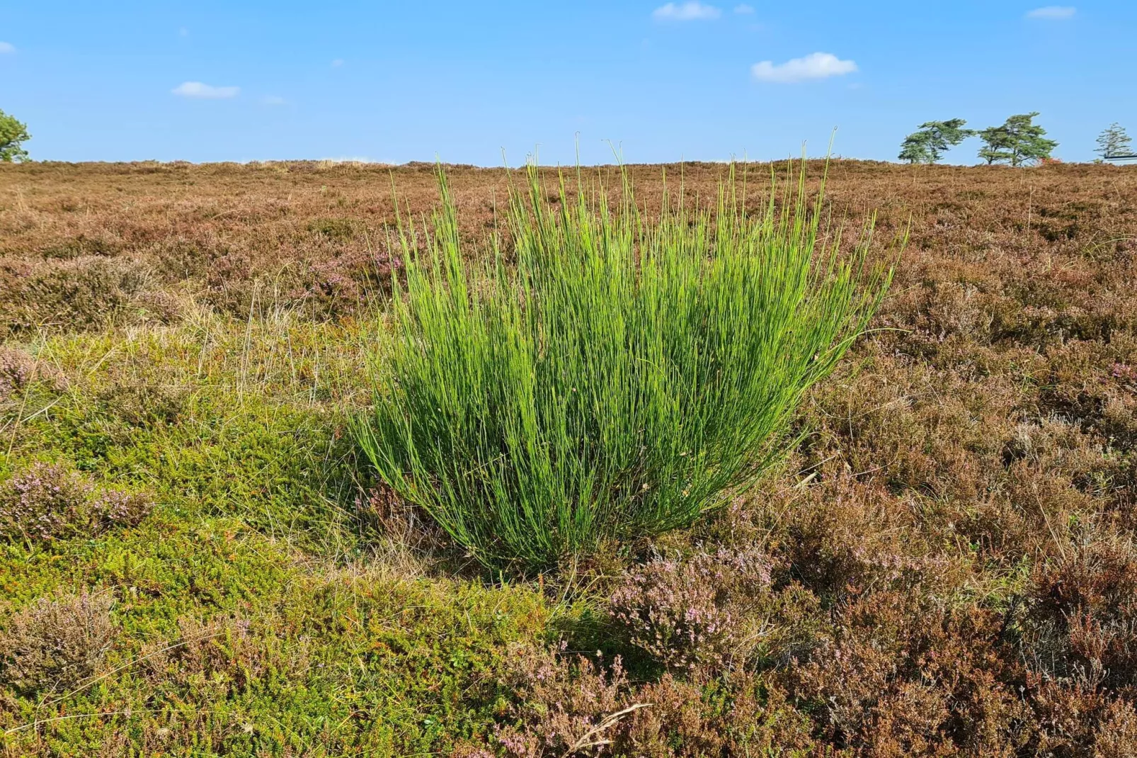 5 star holiday home in Farsø-Untagged