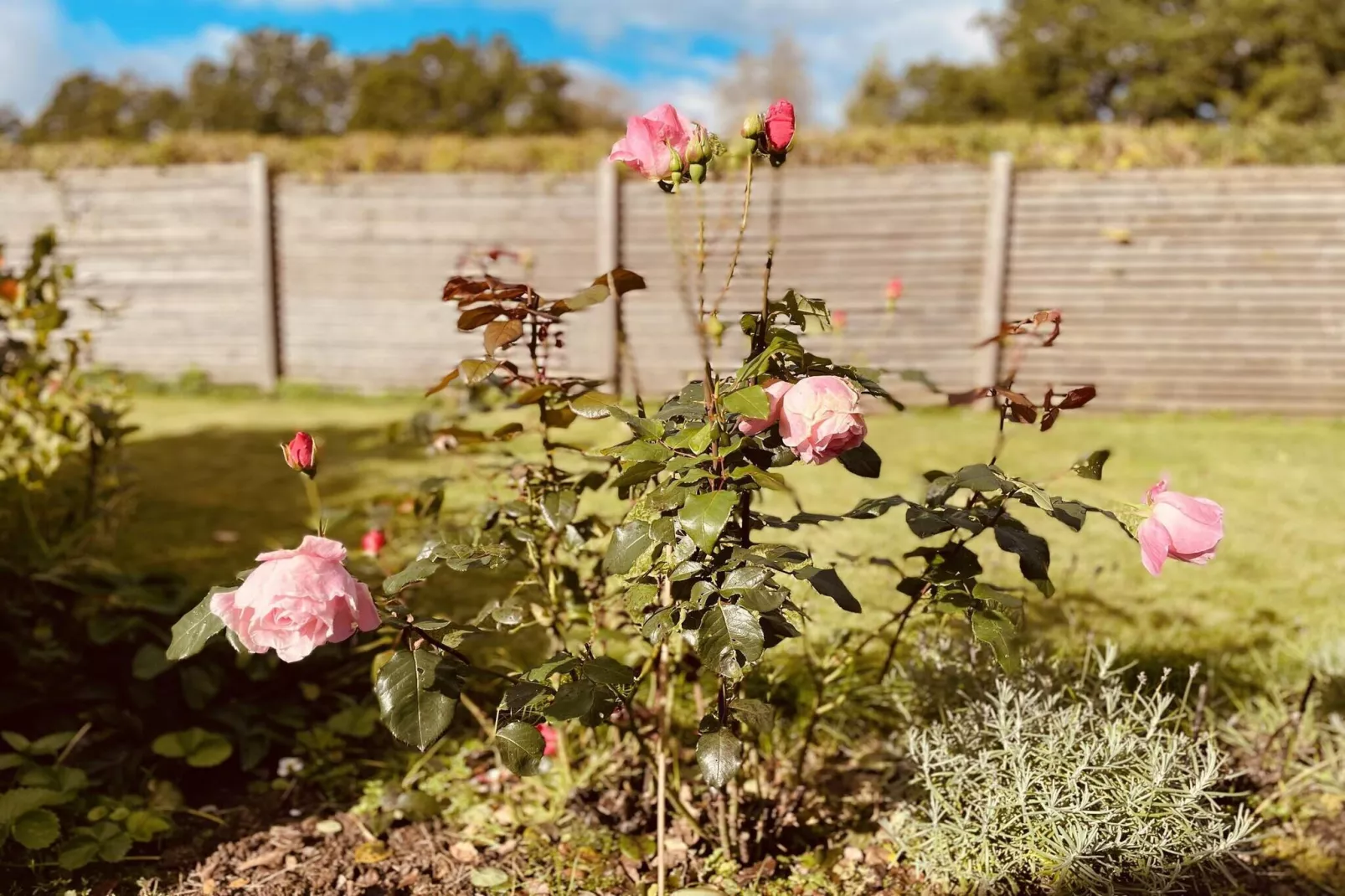 4 etoiles maison de vacances a TVÄRRED-Extérieur