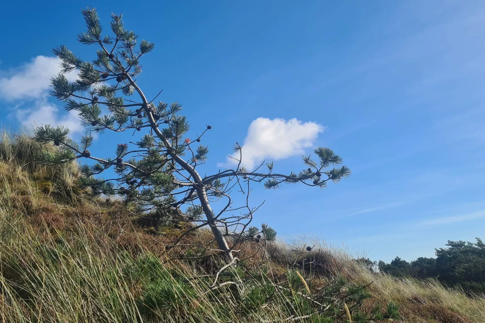 Tranquil Thatched Cottage on Romo-By Traum-Untagged
