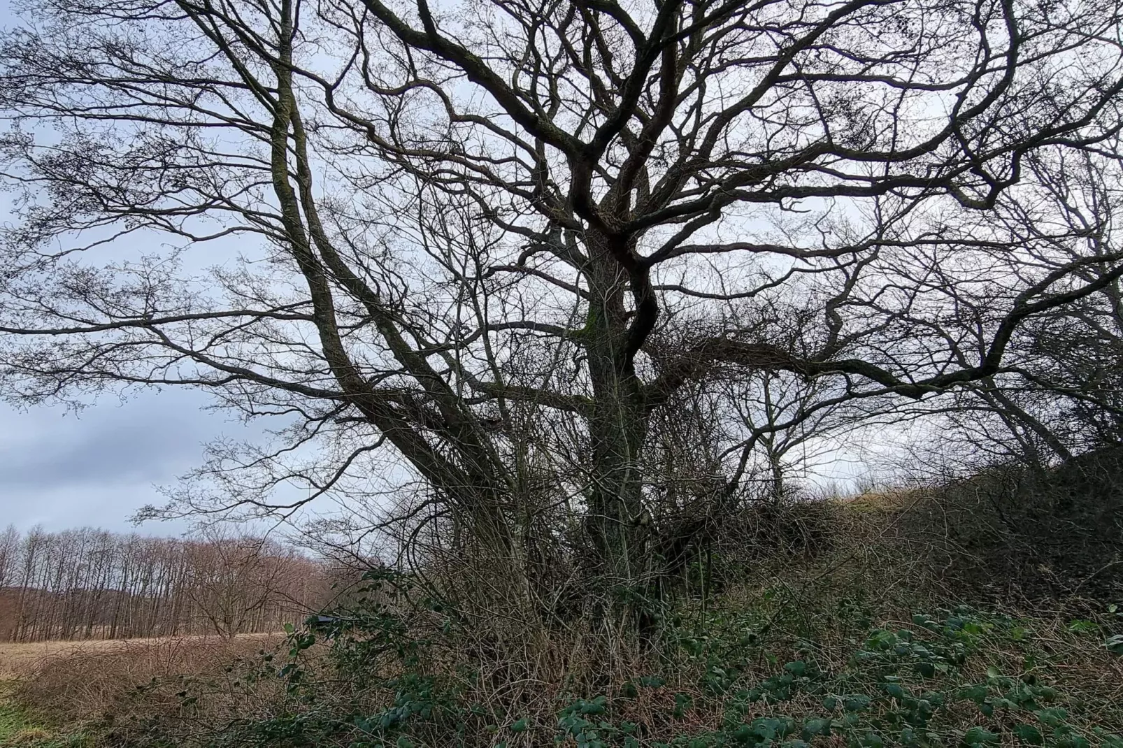 Maison de vacances pour 6 a Ebeltoft-Non tagué