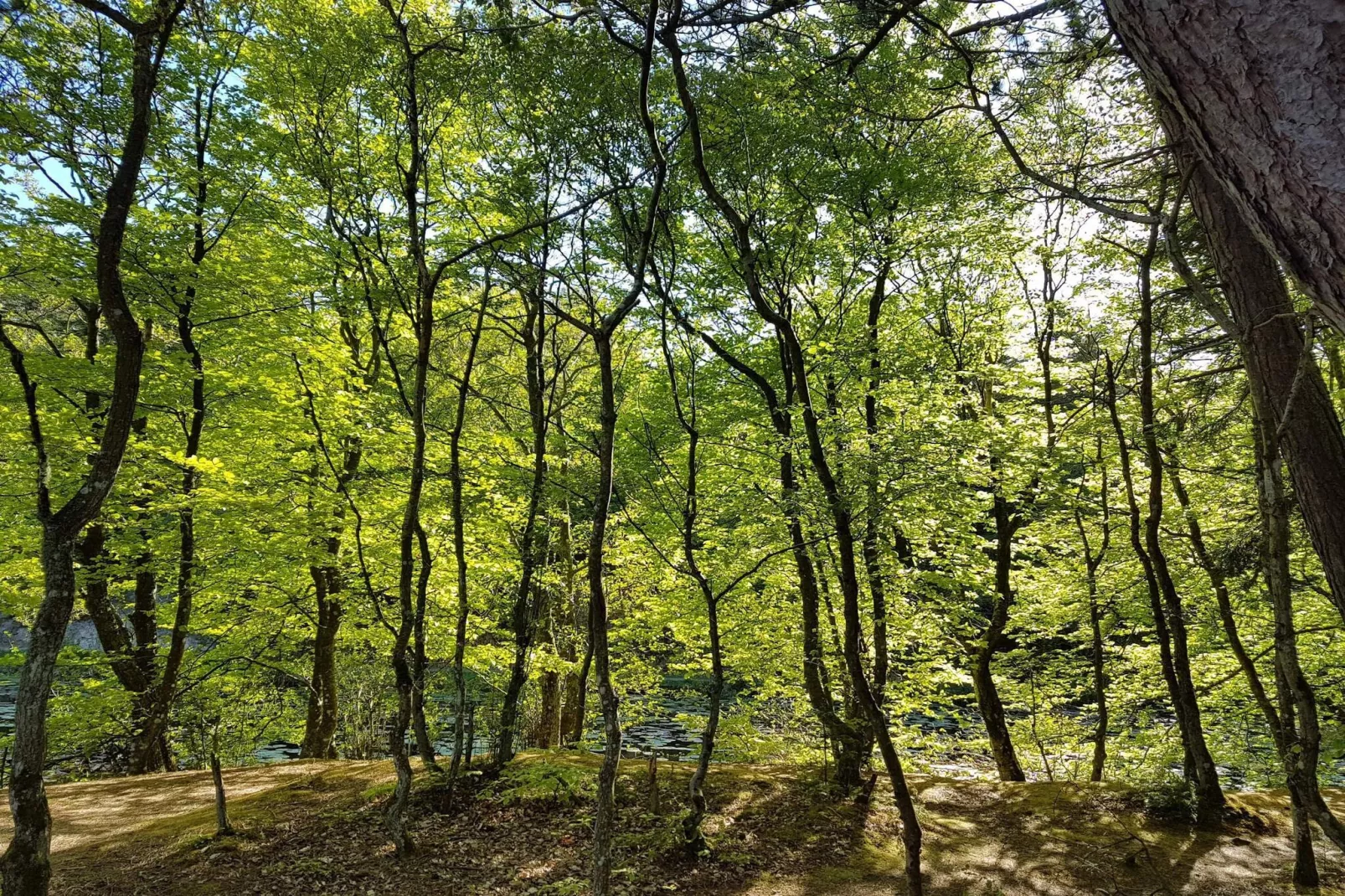 6 Personen Ferienhaus in Bindslev-By Traum-Nicht zugeordnet