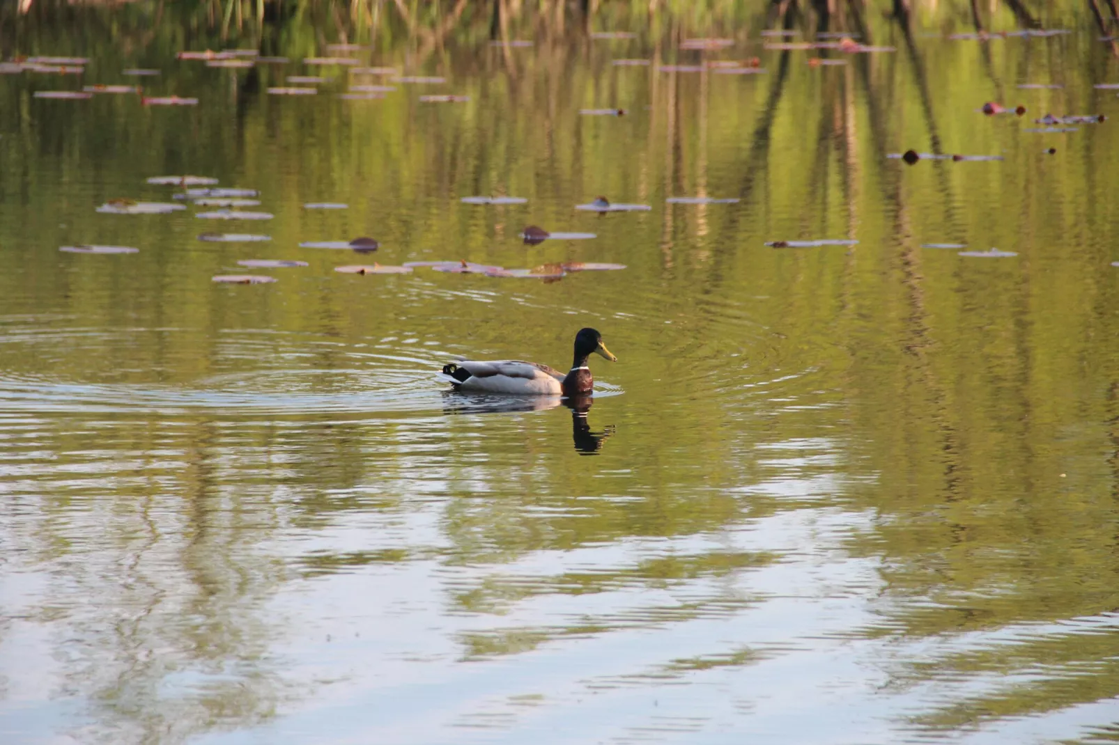 Holiday flat in Kolczewo70 qm for 6 persons-Gebiete Sommer 1 km