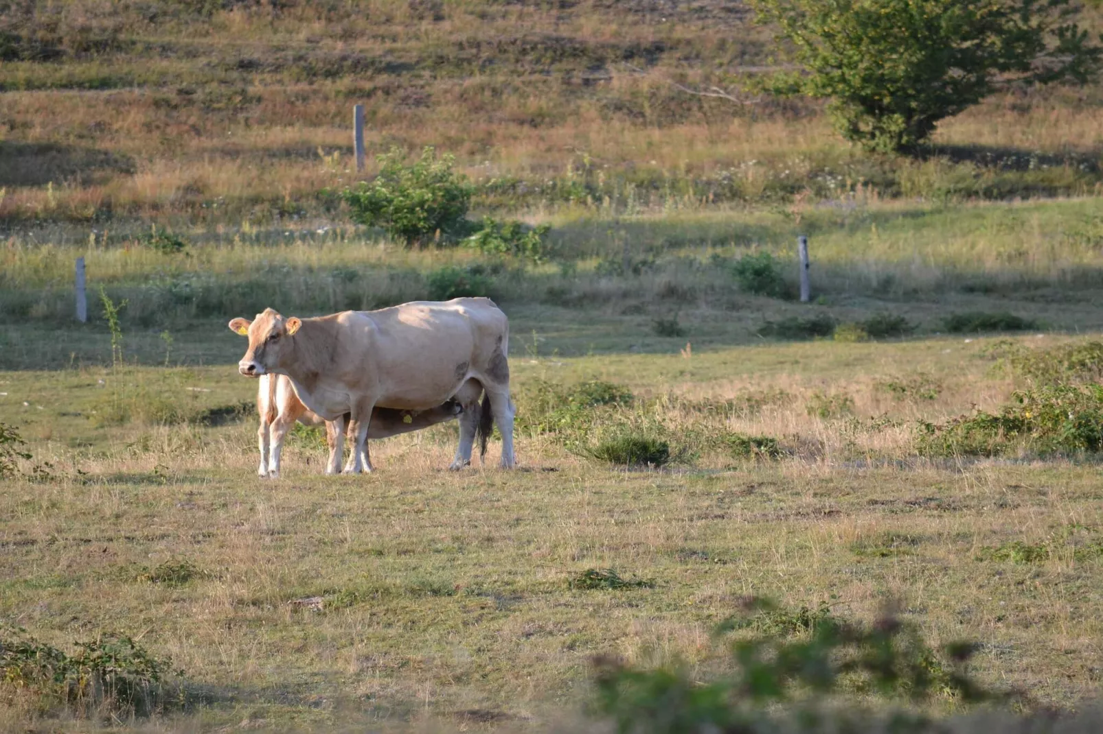 6 person holiday home in Knebel-By Traum-Untagged