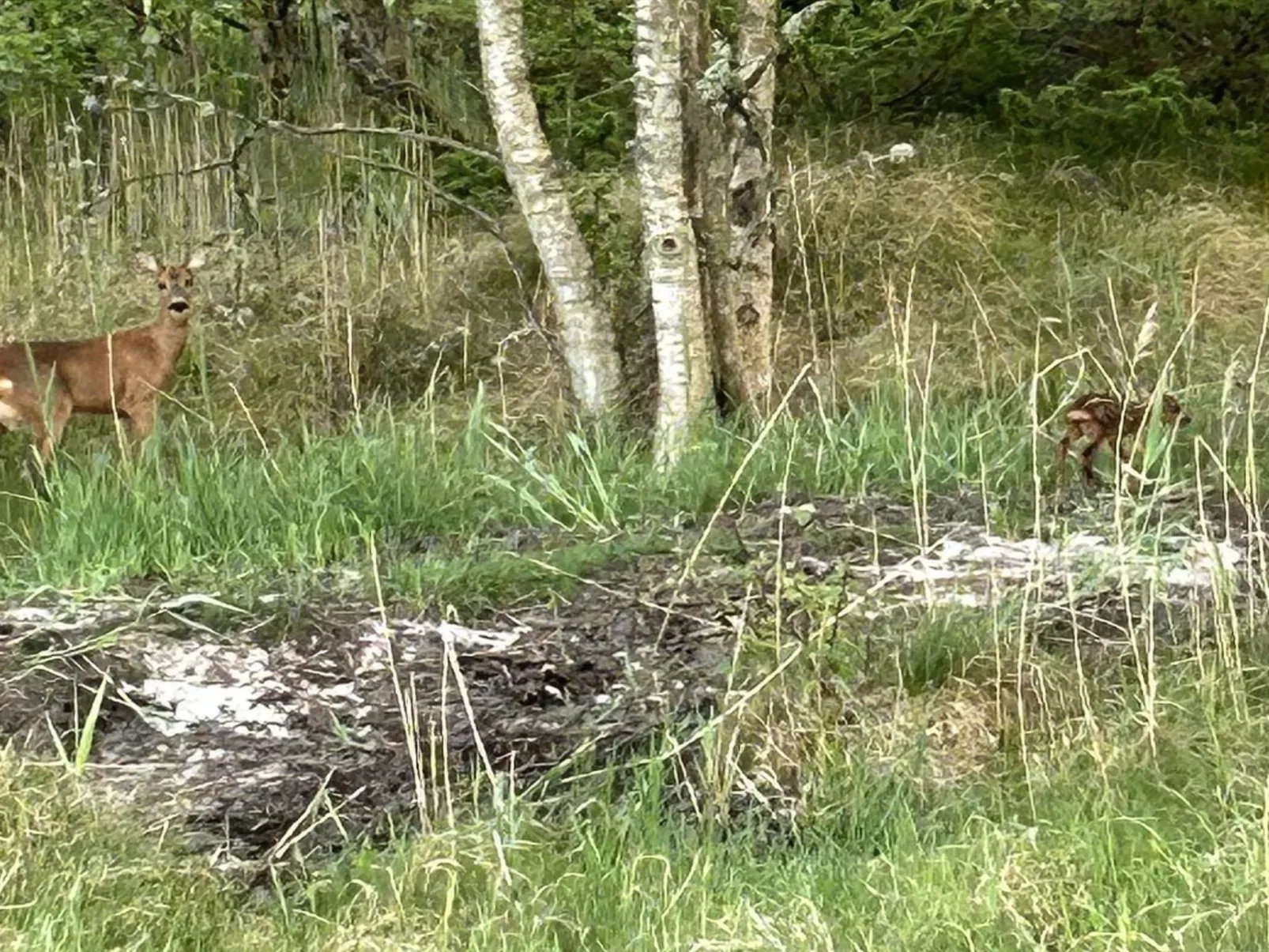 "Thorbiorn" -  from the sea-Draußen