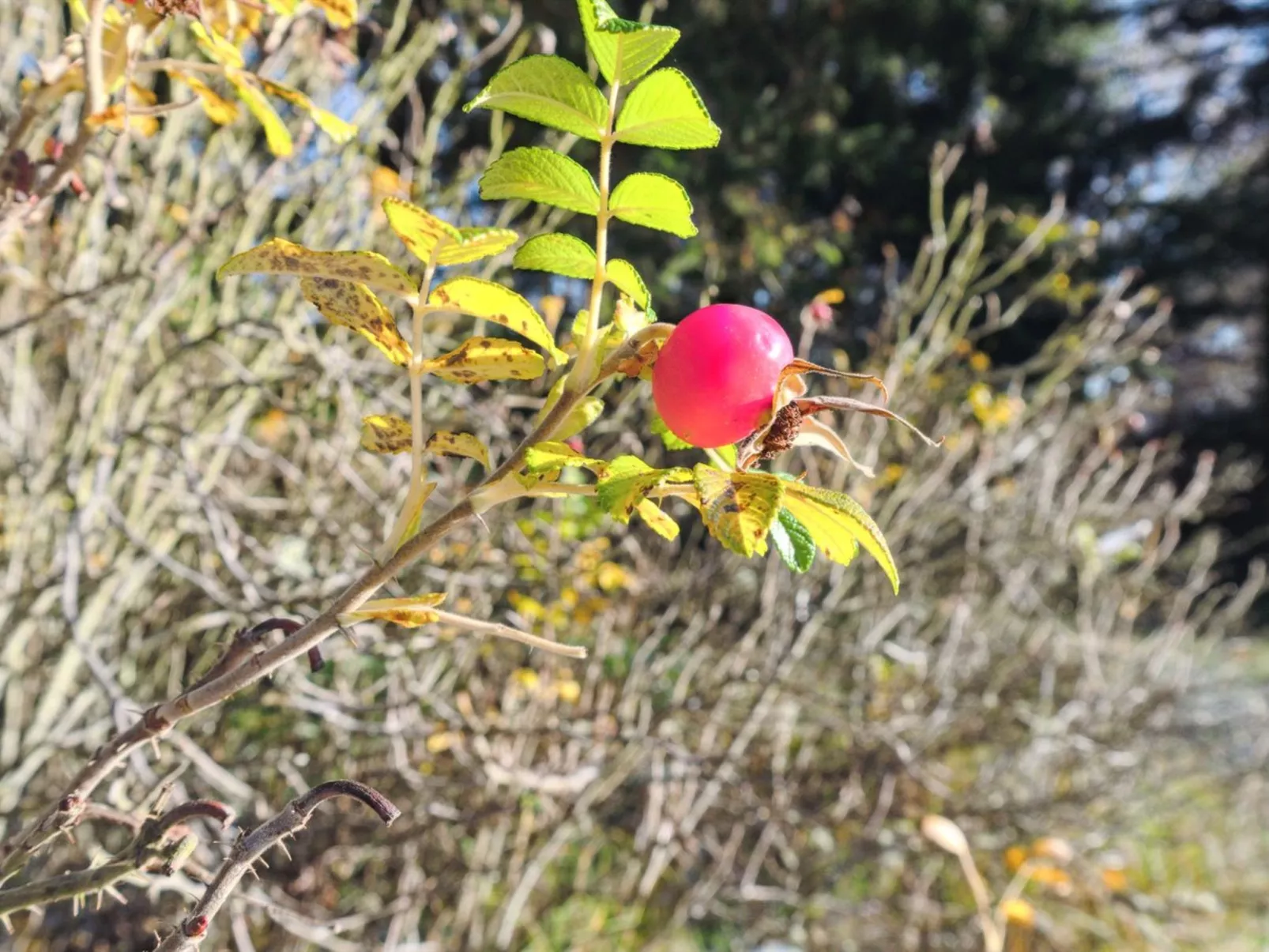 "Maikel" - 1km from the sea-Dehors