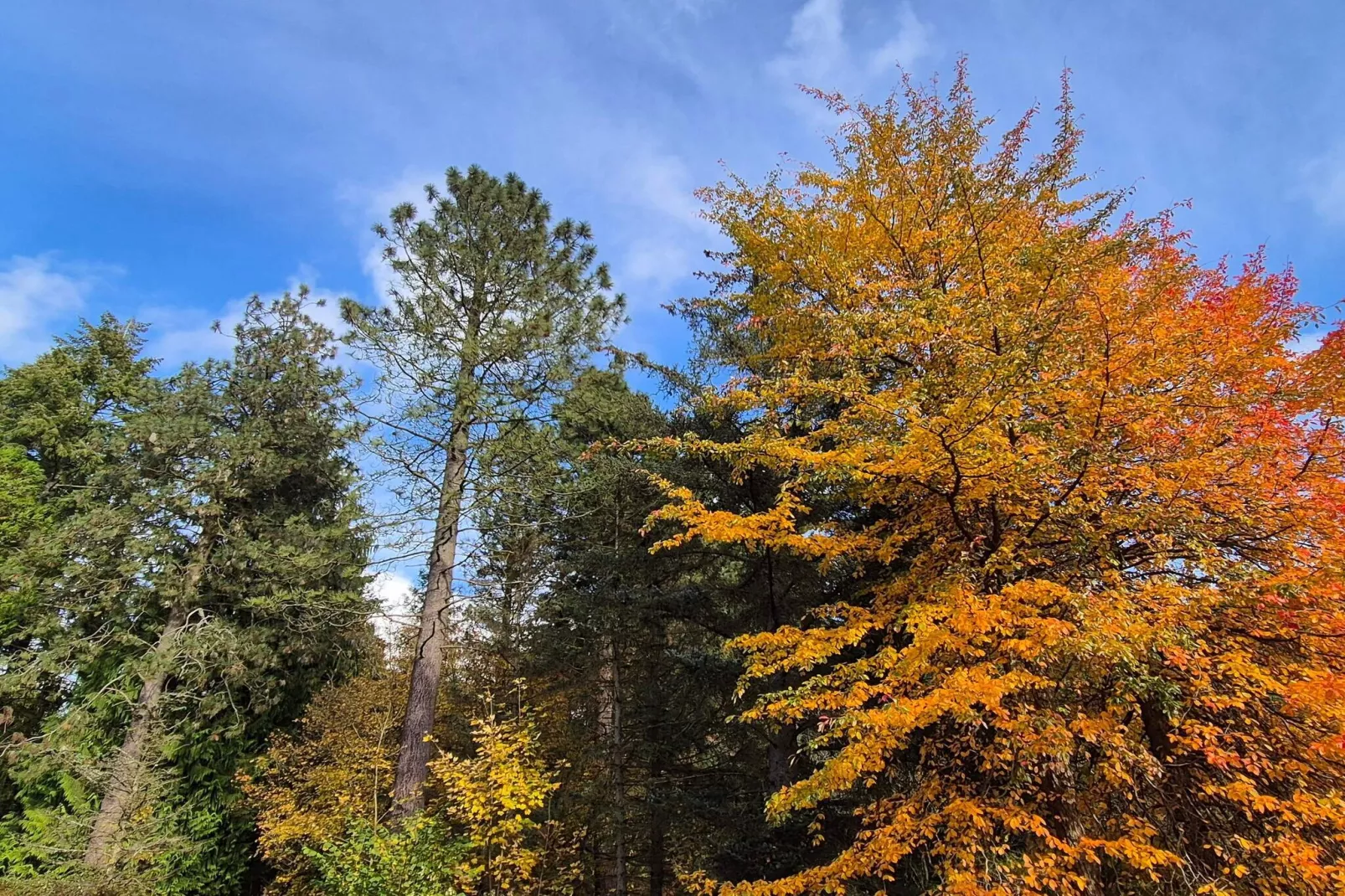 4 etoiles maison de vacances a Vedbæk-Non tagué