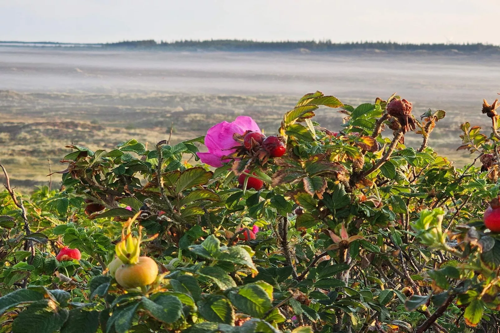 5 star holiday home in Henne Beach-Untagged