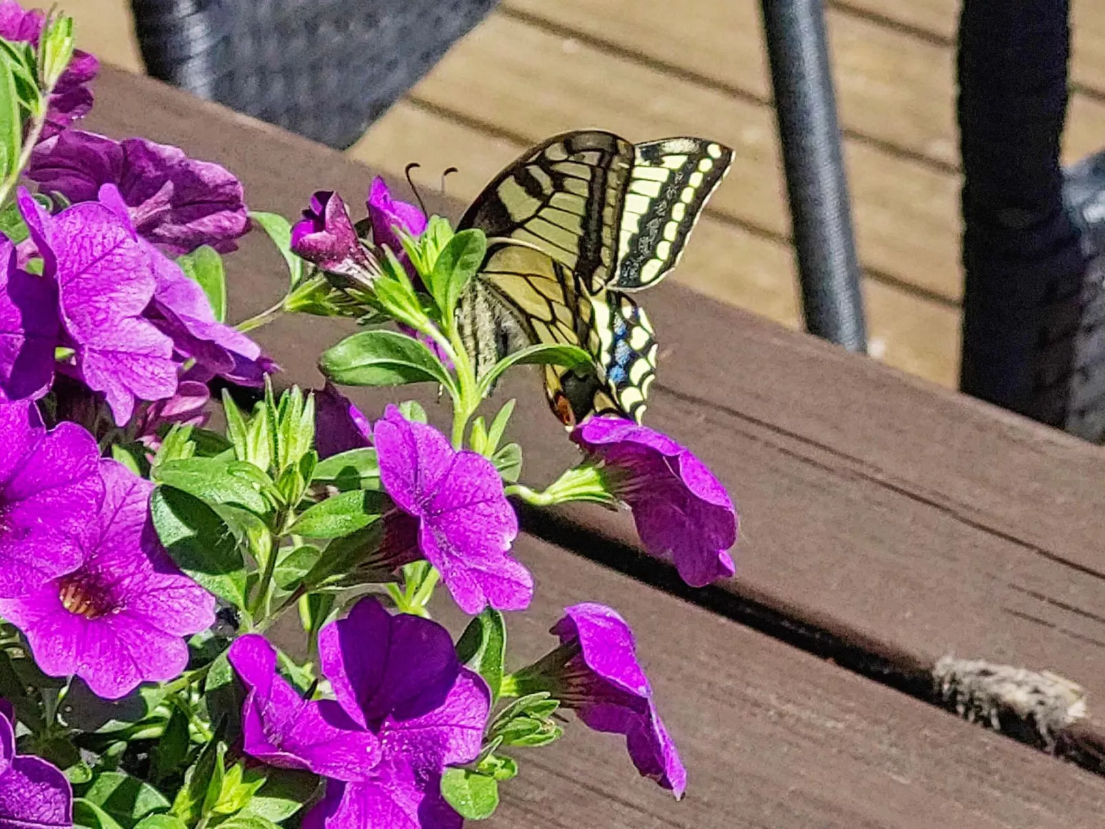 Petäjälahti-Inside
