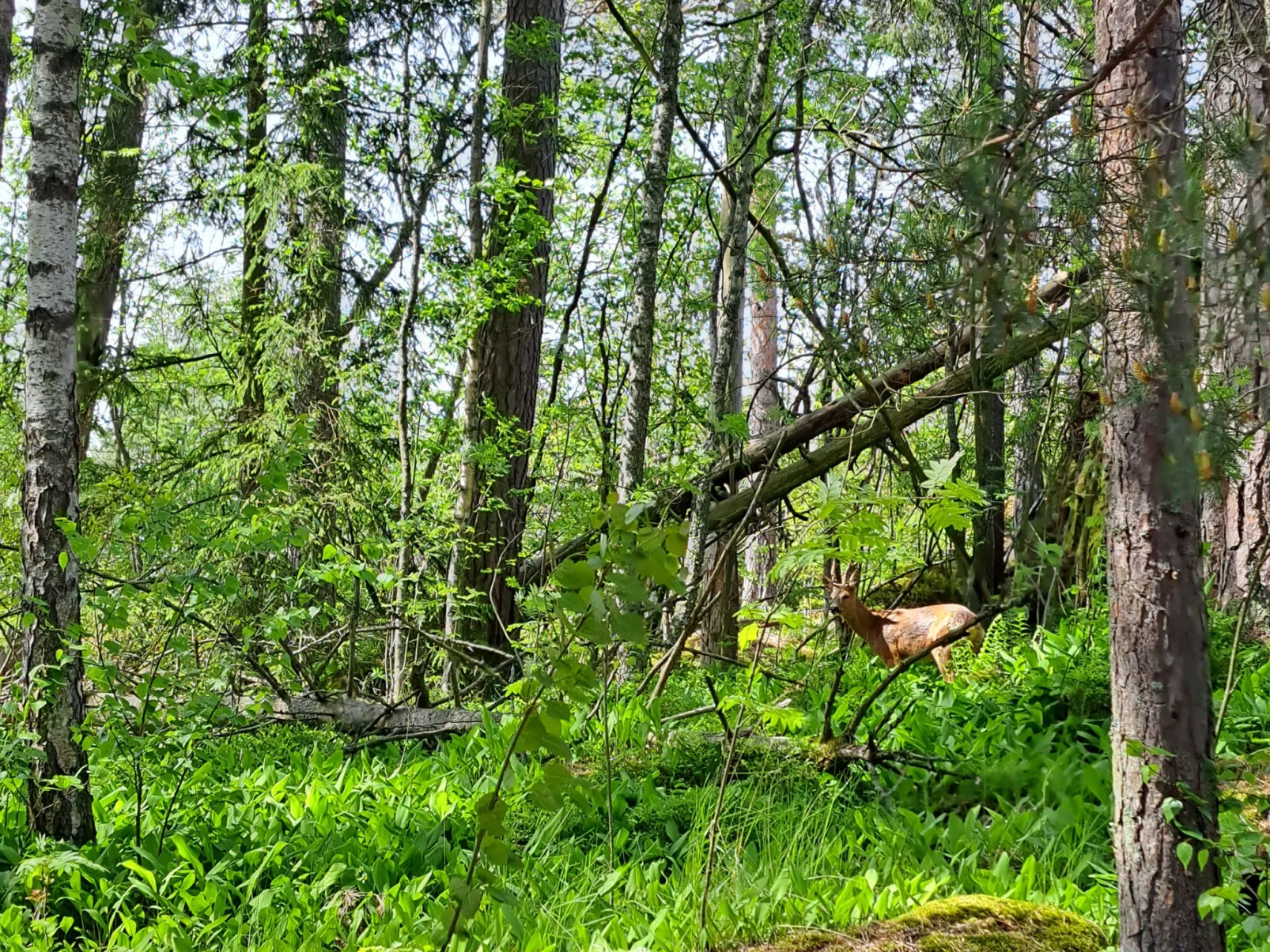 Villa kallahti beach view helsinki-Dedans