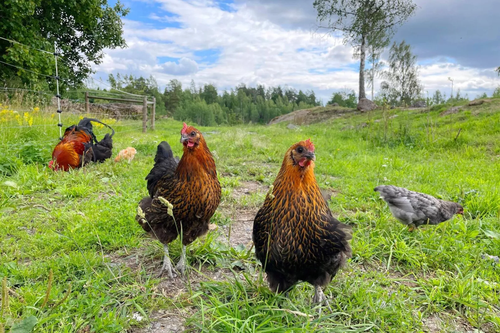 4 Sterne Ferienhaus in Mellösa-By Traum-Nicht getaggt