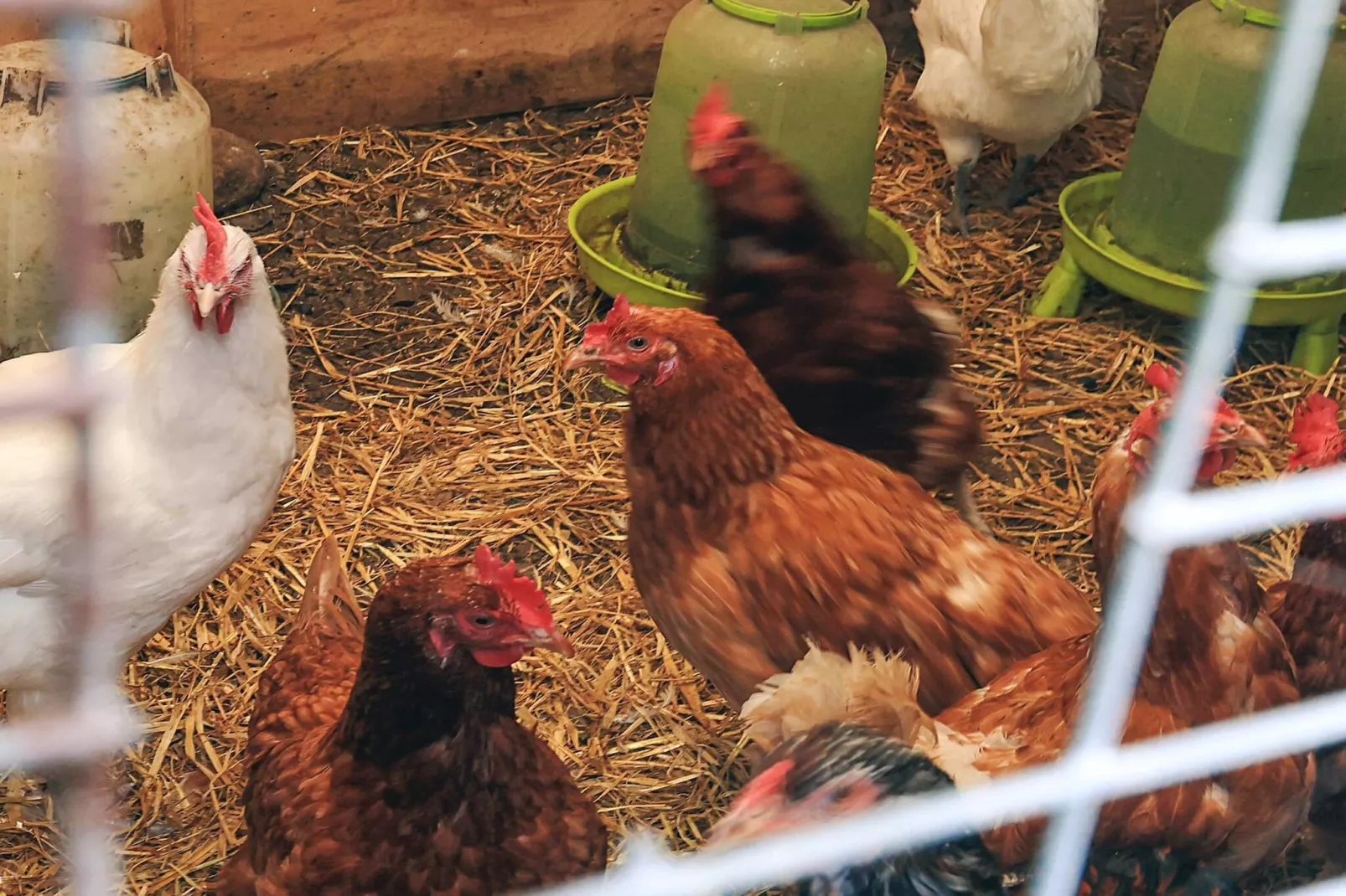 4 star holiday home in Asaa-Untagged