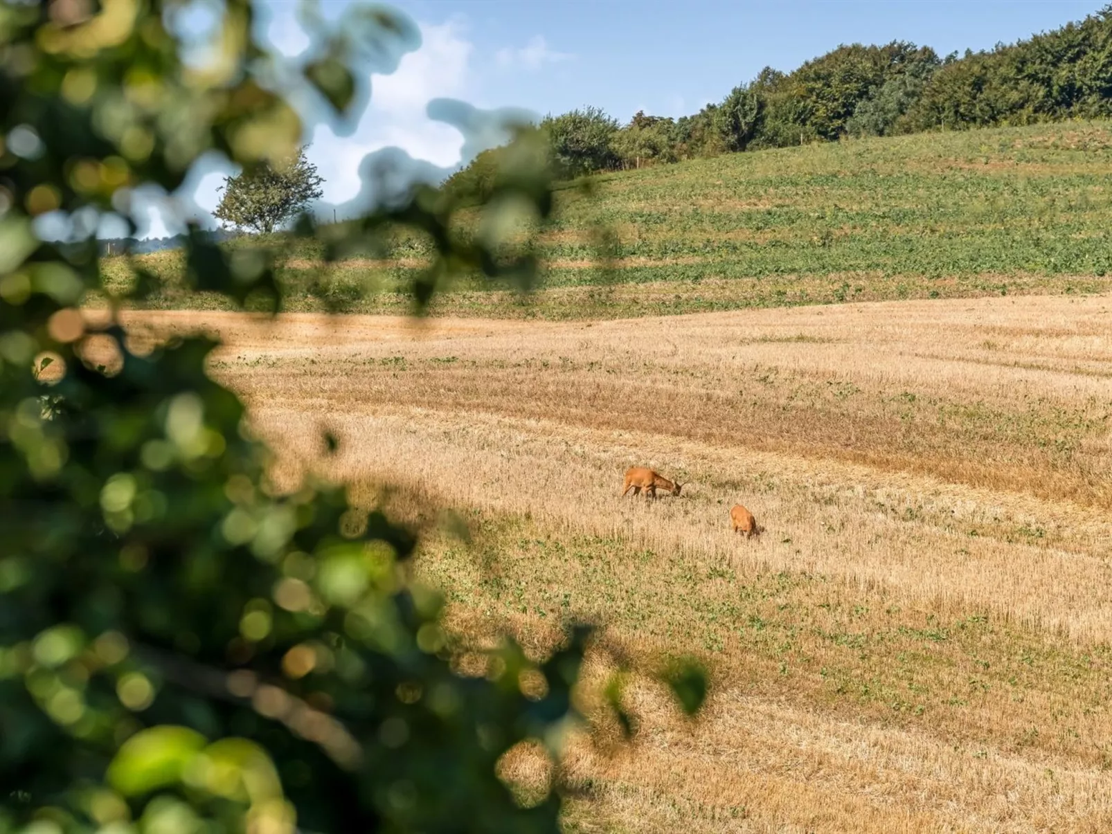 "Berner" - 500m to the fjord-Outside