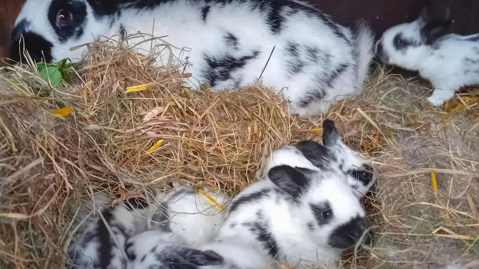 Waldacher Hof-Facilities