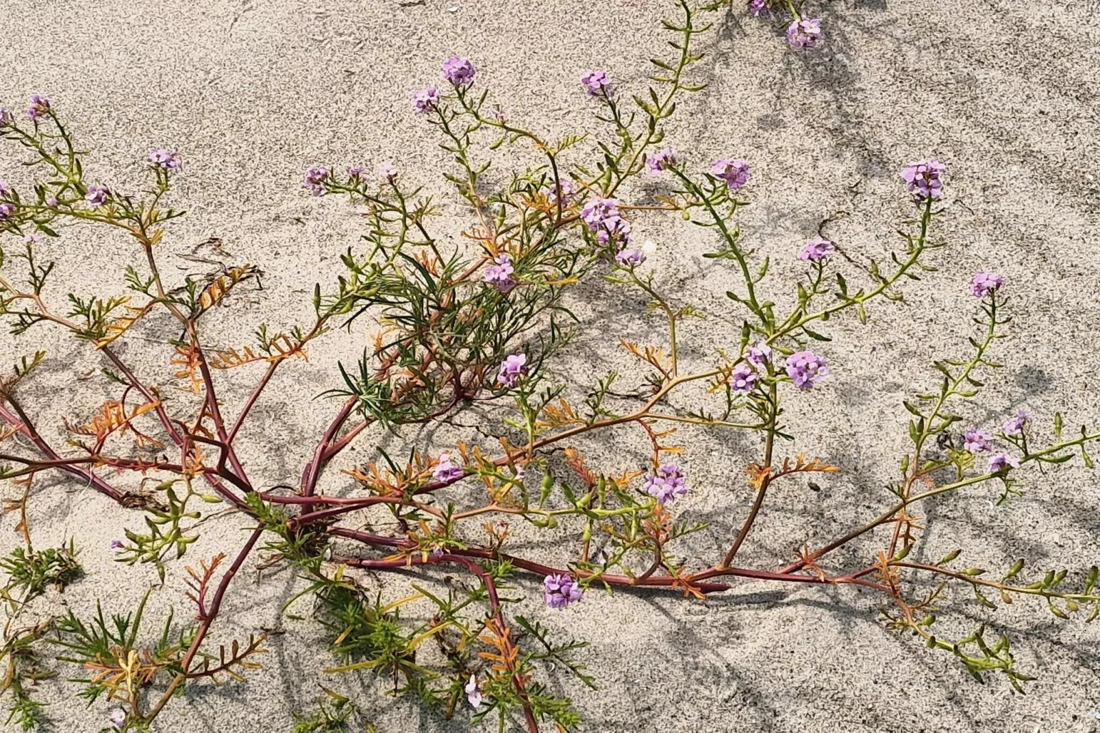 8 person holiday home in Idestrup-Untagged