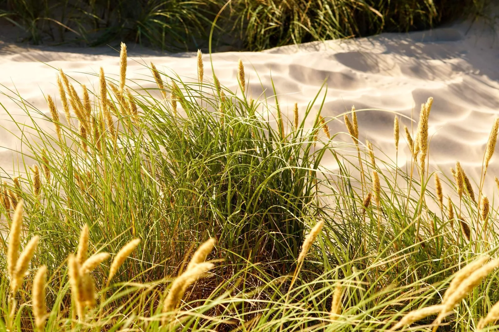 4 Personen Ferienhaus in Fjerritslev-Wasserblick