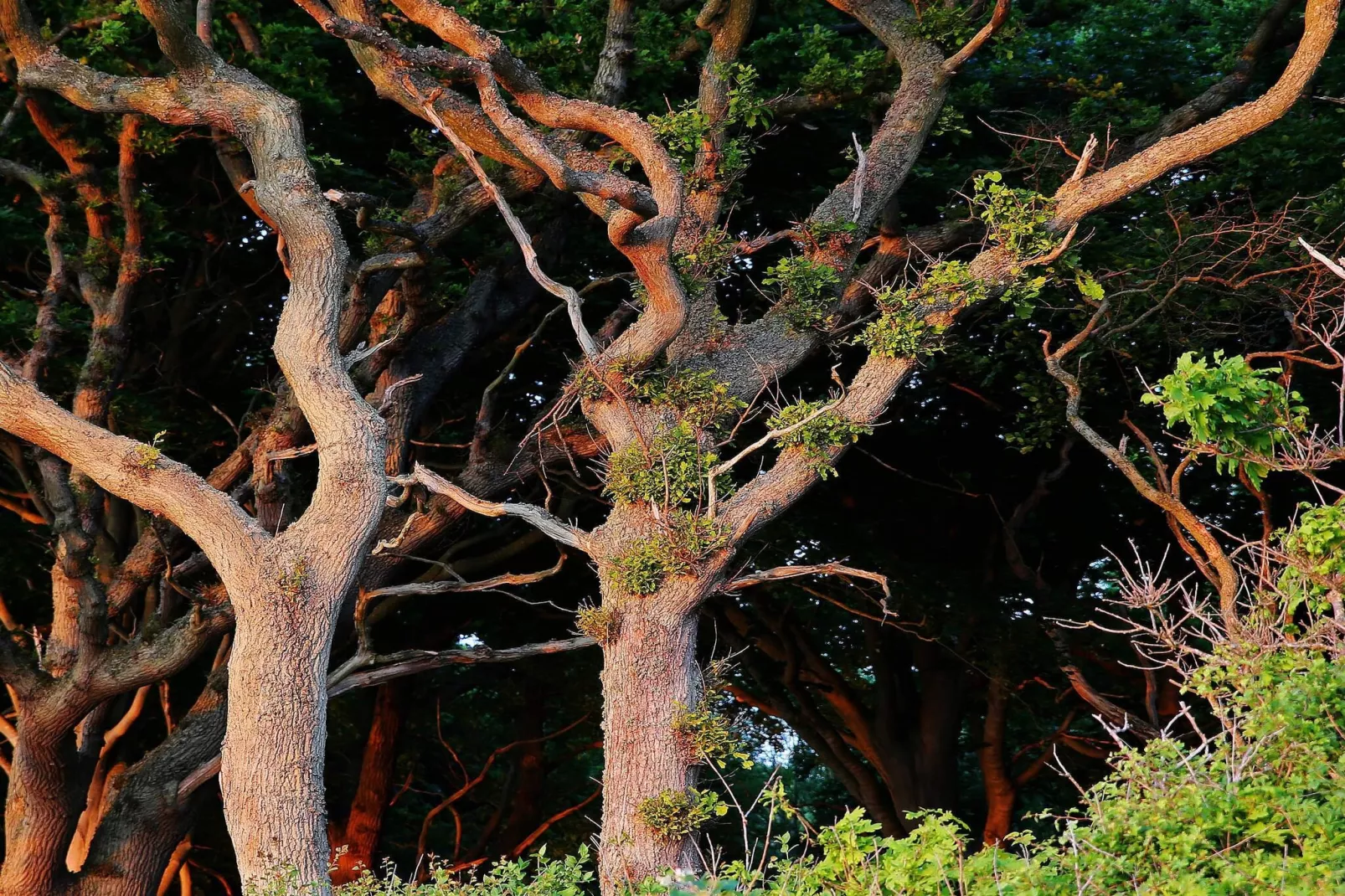 Villa de luxe avec piscine a Lohals -- By Traum Ferienwohnungen-Non tagué